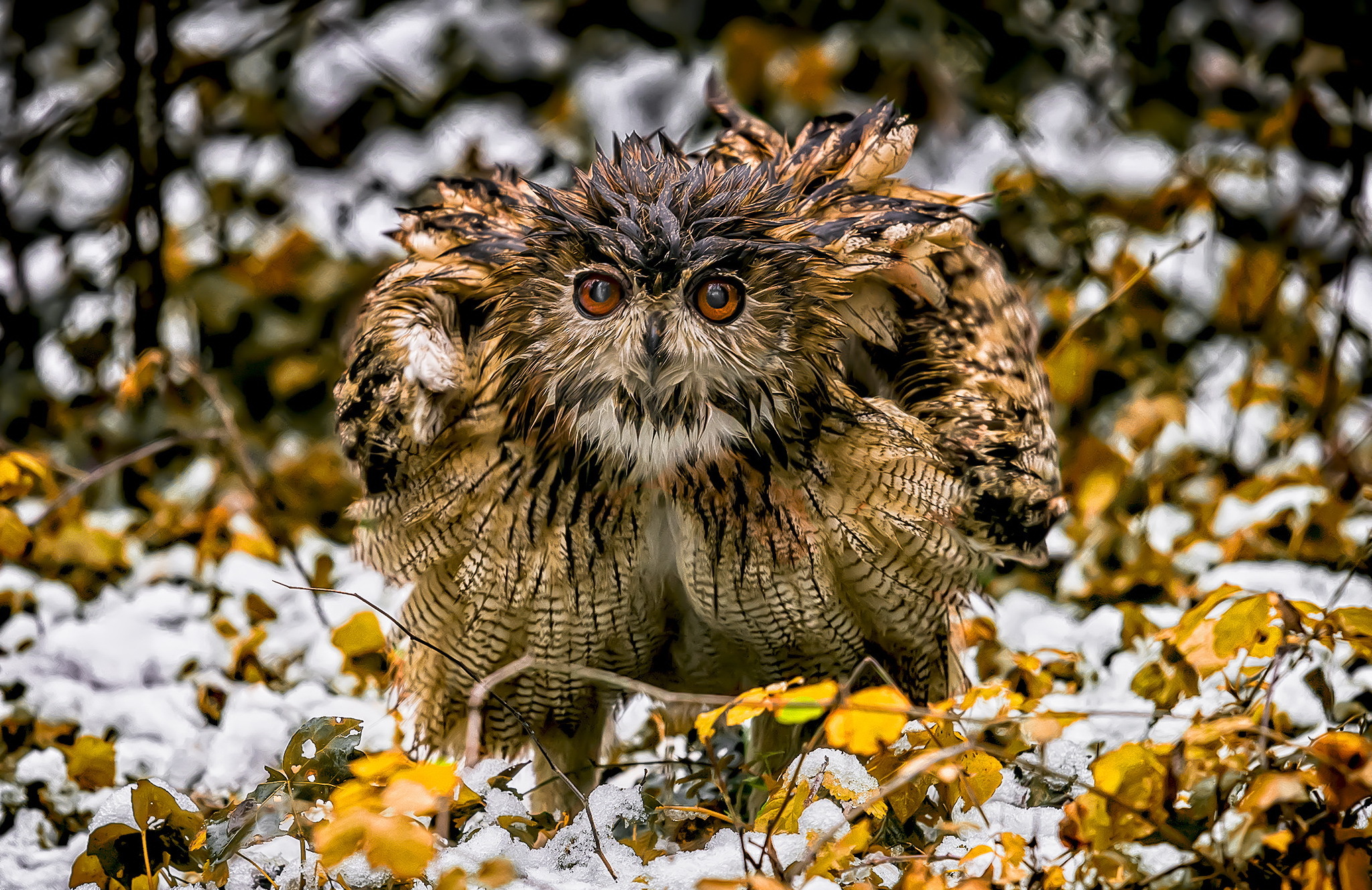 Free download wallpaper Winter, Birds, Owl, Snow, Bird, Animal on your PC desktop