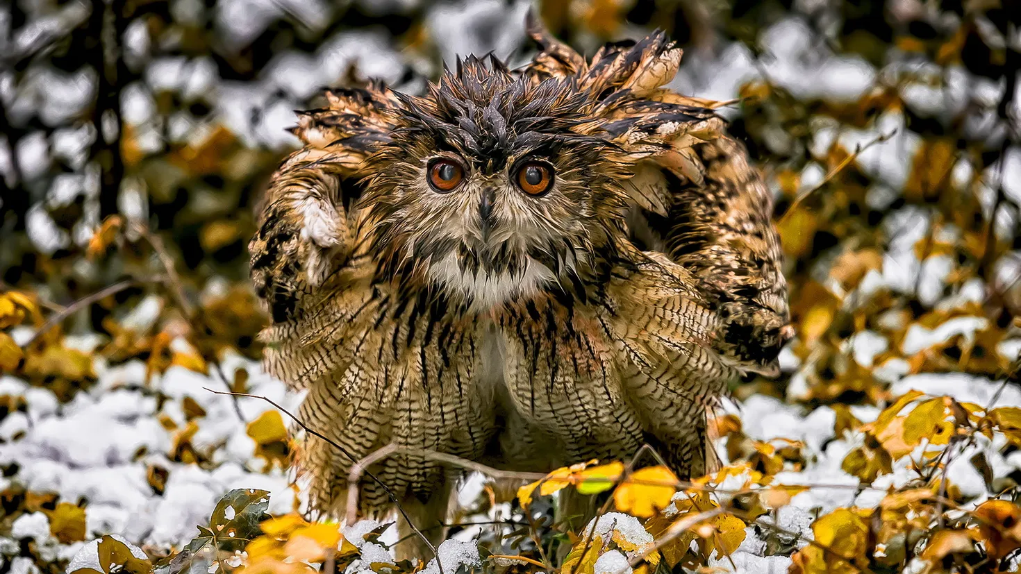 Desktop wallpaper: Snow, Animal, Owl, Bird, Winter, Birds 4K free ...
