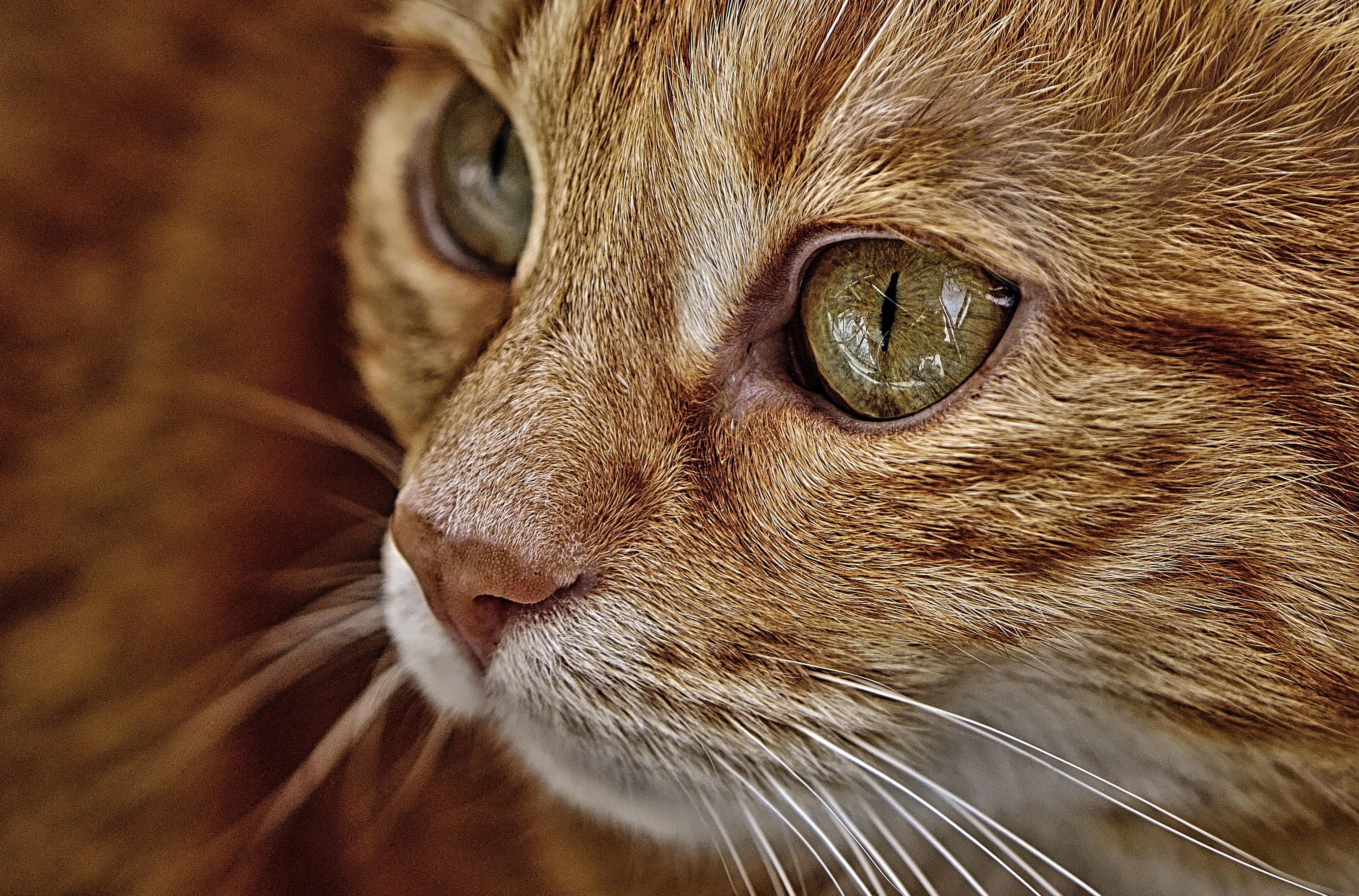 Baixe gratuitamente a imagem Animais, Gatos, Gato na área de trabalho do seu PC