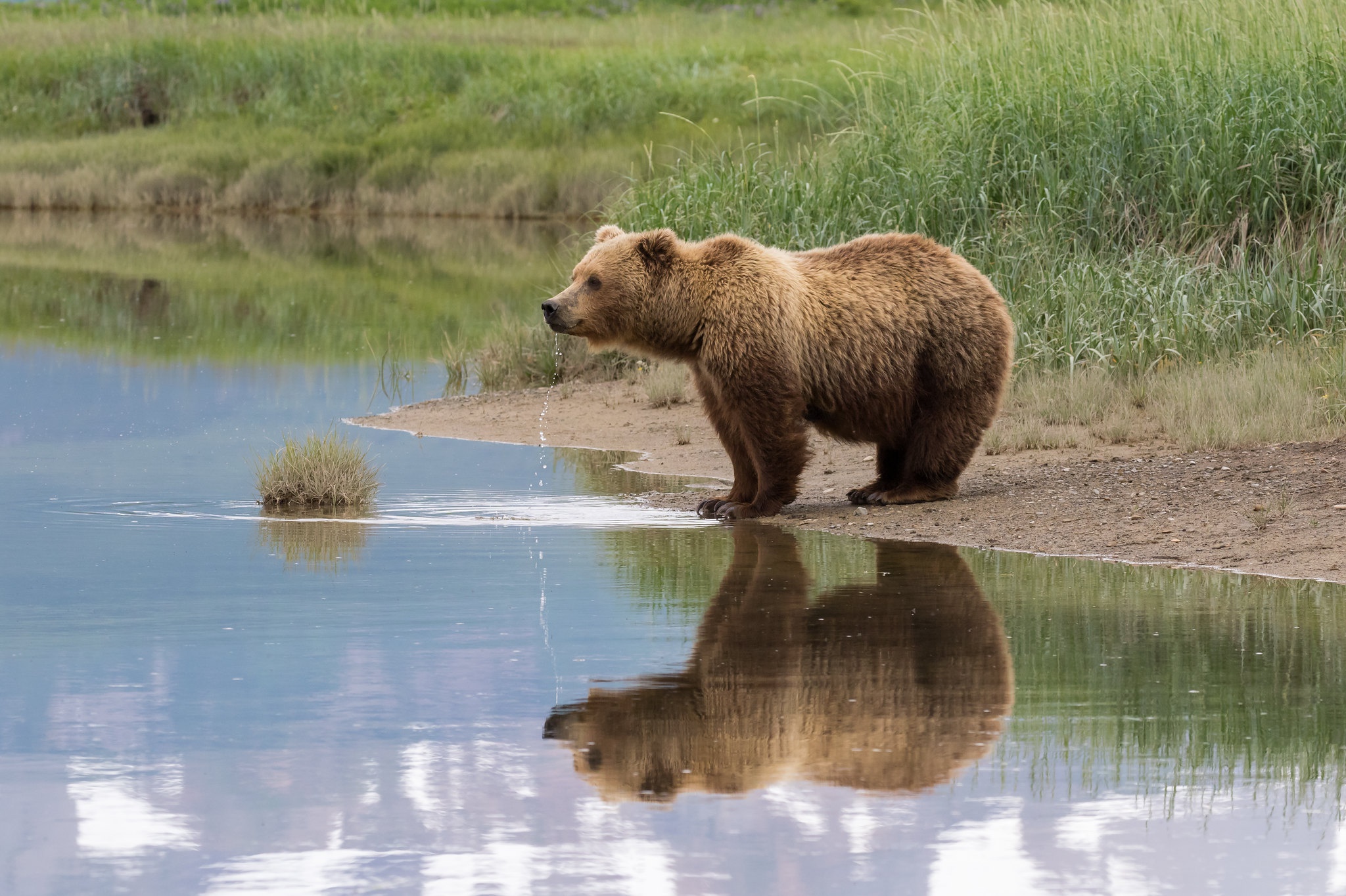 Download mobile wallpaper Bears, Reflection, Bear, Animal for free.