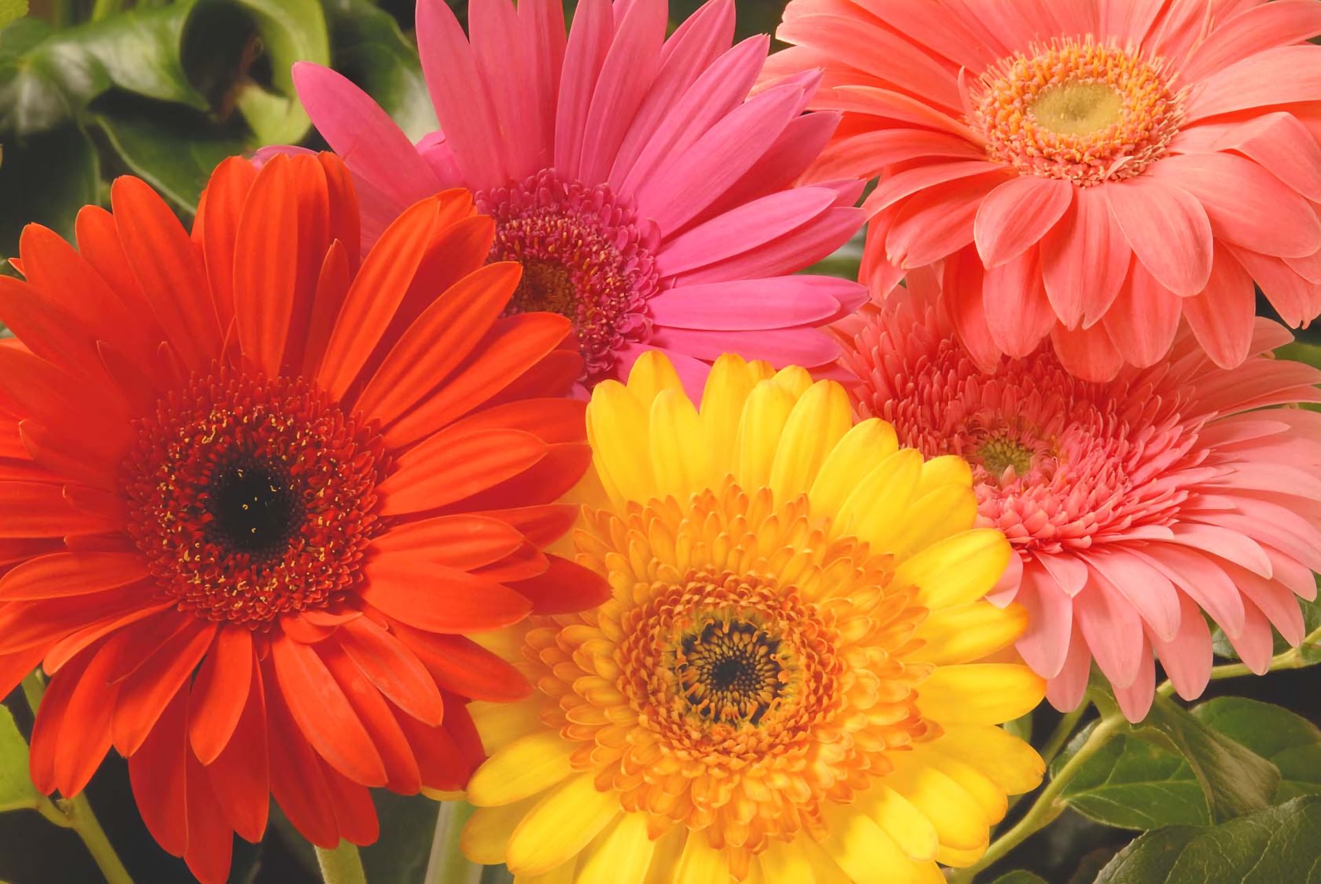 Завантажити шпалери безкоштовно Квітка, Земля, Барвистий, Гербера, Жовта Квітка, Рожева Квітка, Апельсинова Квітка, Флауерзи картинка на робочий стіл ПК