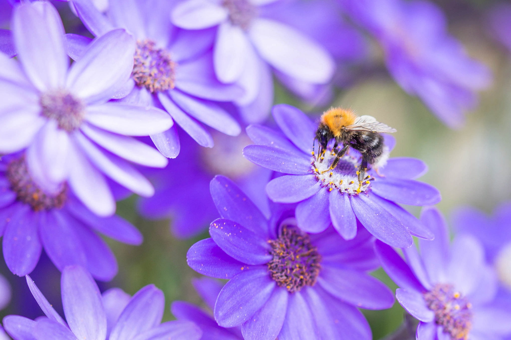 Download mobile wallpaper Insects, Flower, Macro, Insect, Bee, Animal, Purple Flower for free.