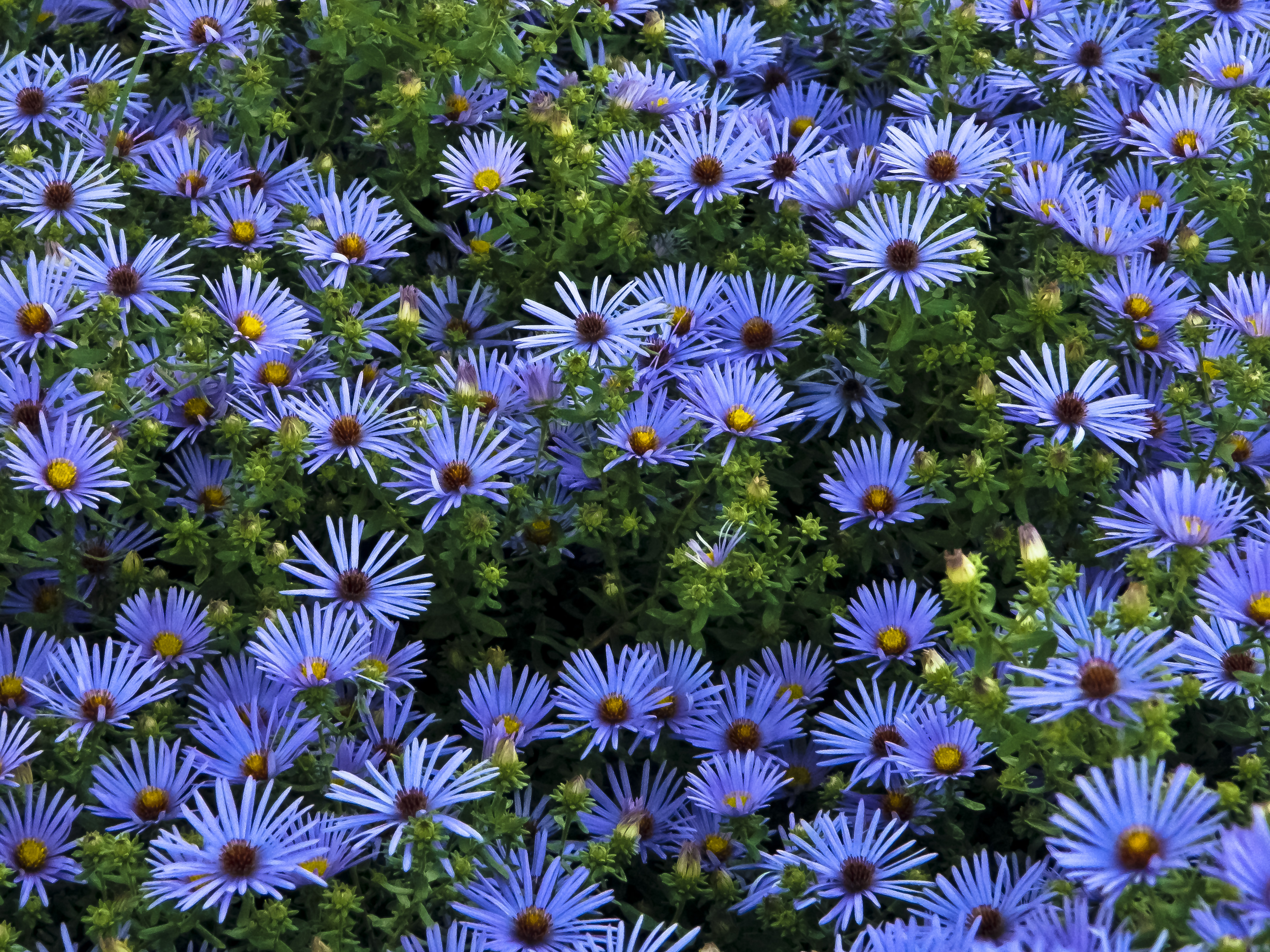 Завантажити шпалери безкоштовно Квітка, Земля, Дейзі, Синя Квітка, Флауерзи картинка на робочий стіл ПК