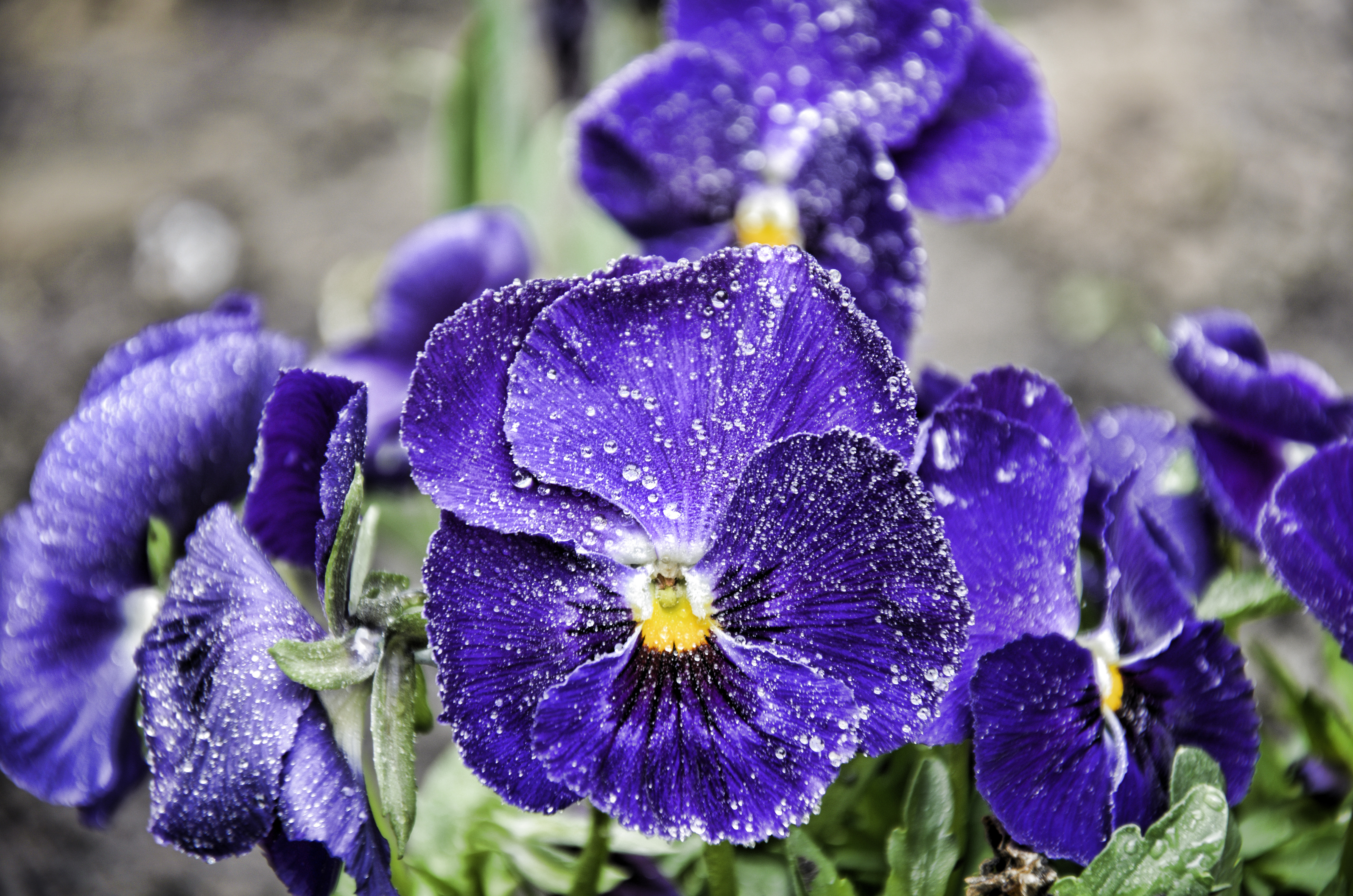 earth, pansy, flowers