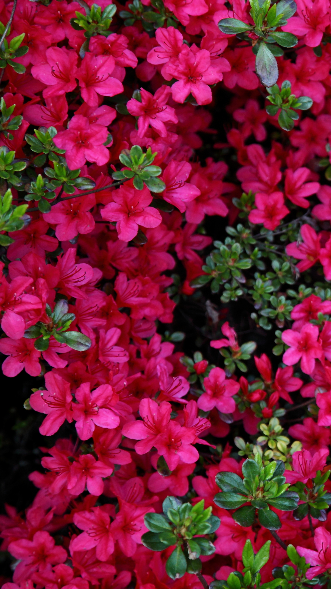 Handy-Wallpaper Blumen, Blume, Blatt, Blüte, Erde/natur, Pinke Blume, Azaleen kostenlos herunterladen.