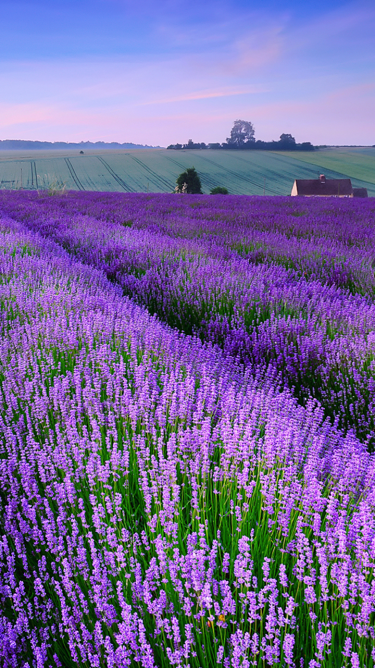 Handy-Wallpaper Blumen, Feld, Lavendel, Erde/natur, Aufstellen kostenlos herunterladen.