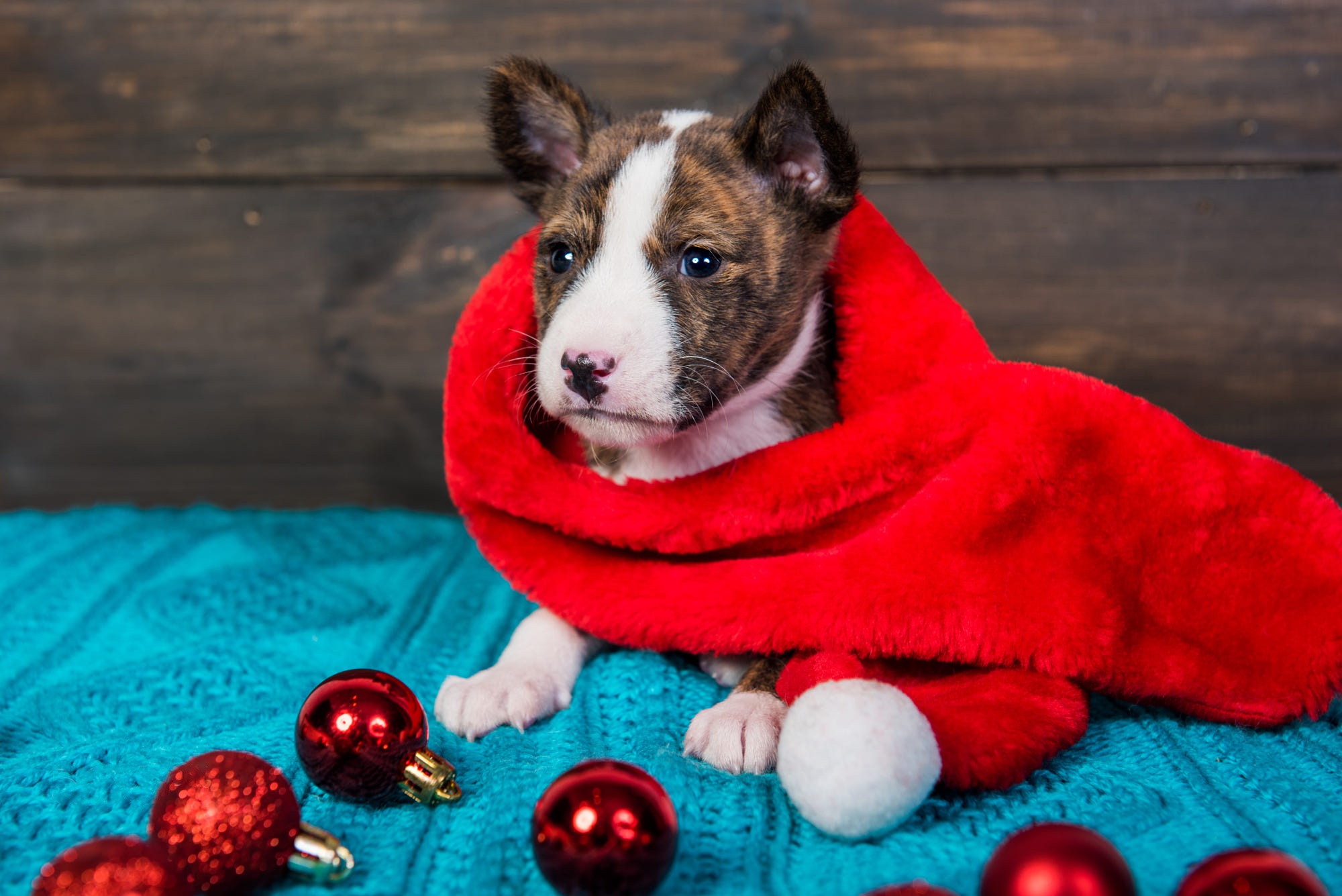 Laden Sie das Tiere, Hunde, Hund, Welpen, Pitbull, Flitter, Weihnachtsmütze-Bild kostenlos auf Ihren PC-Desktop herunter