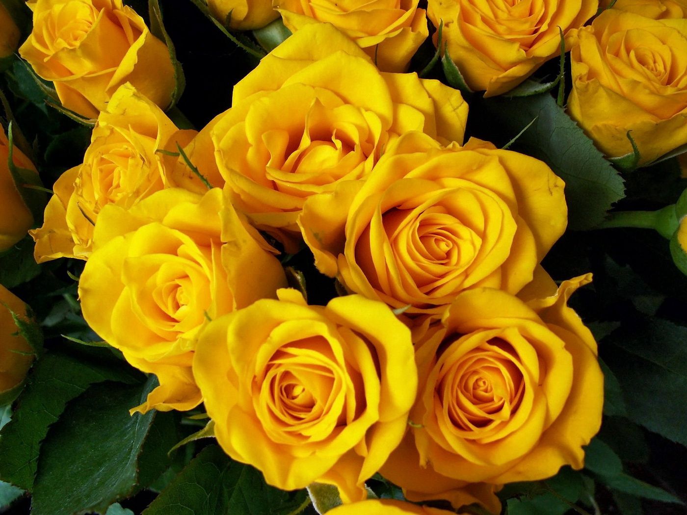 143165 télécharger l'image brillant, fleurs, roses, jaune, beauté, bouquet - fonds d'écran et économiseurs d'écran gratuits