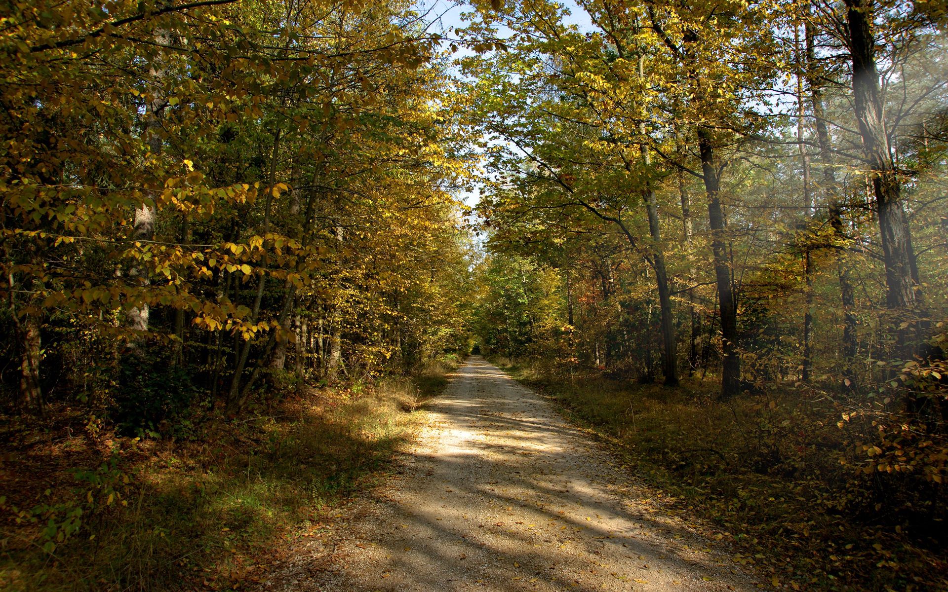 september, nature, autumn, sun, beams, rays, road, forest, dirt, unpaved