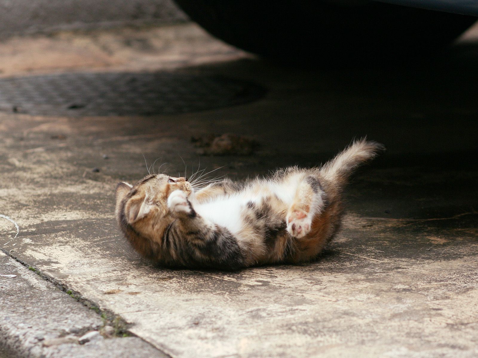 Baixe gratuitamente a imagem Gato, Gatos, Animais na área de trabalho do seu PC