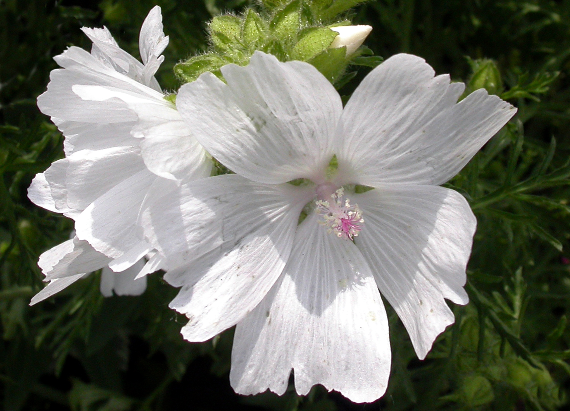 Téléchargez gratuitement l'image Fleurs, Fleur, Terre/nature sur le bureau de votre PC