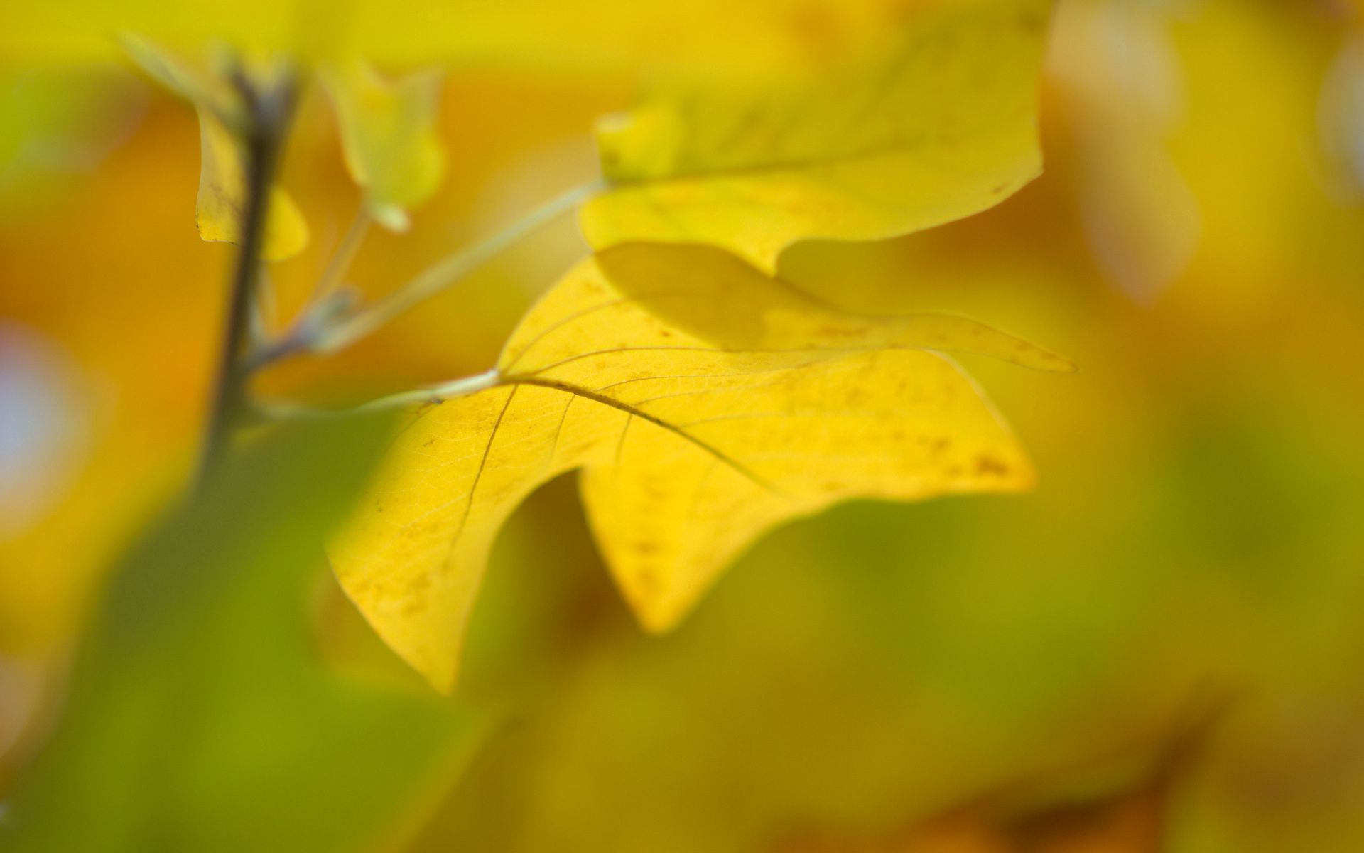Скачать обои бесплатно Желтый, Лист, Природа, Фон, Осень картинка на рабочий стол ПК
