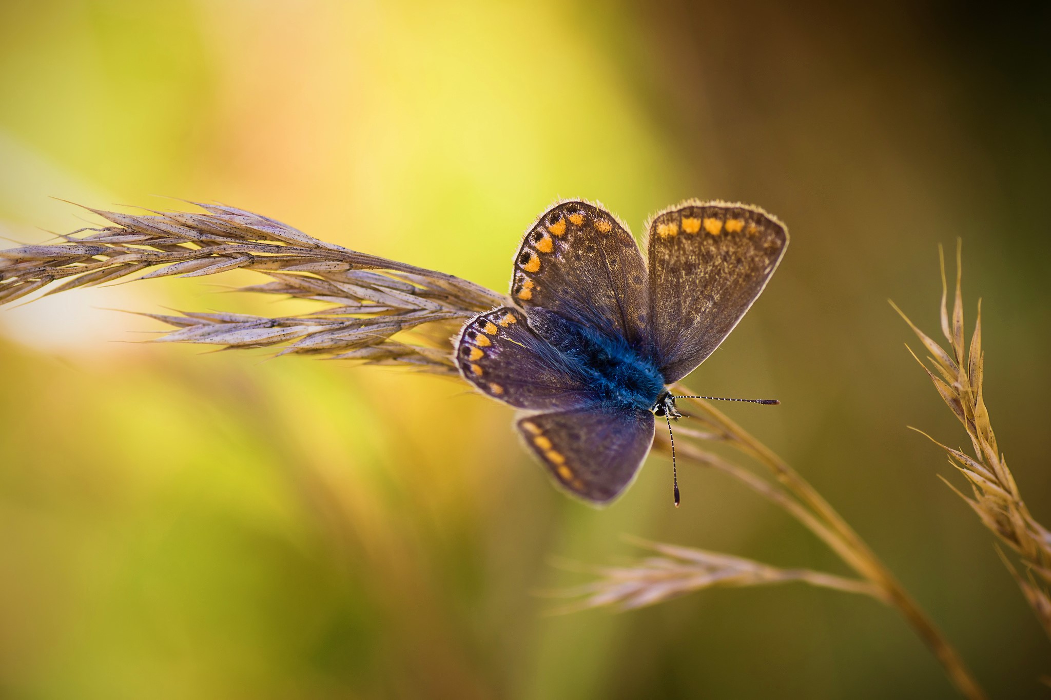 Free download wallpaper Wheat, Macro, Butterfly, Animal on your PC desktop