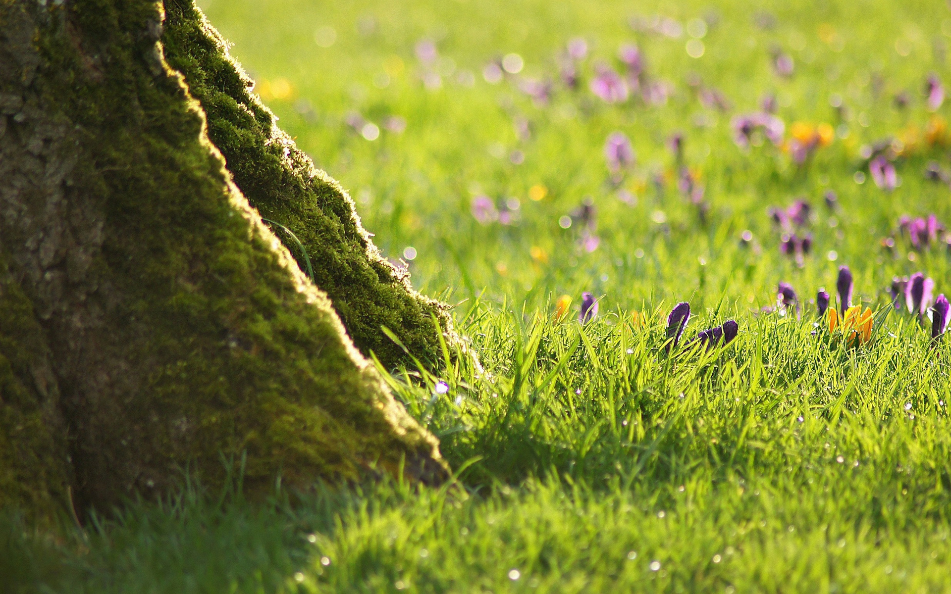 Handy-Wallpaper Blumen, Blume, Erde/natur kostenlos herunterladen.