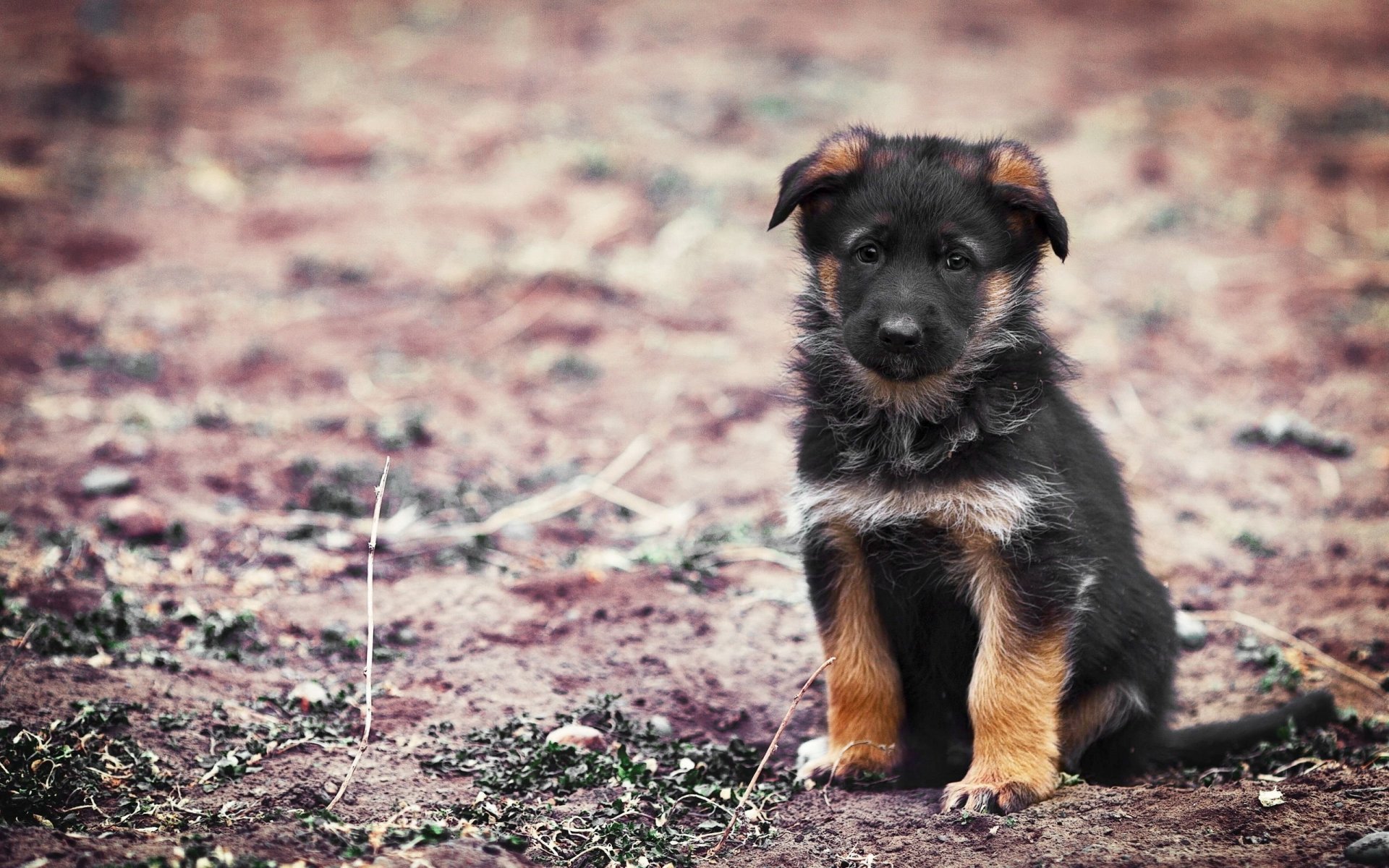 PCデスクトップに動物, 犬, 子犬, ジャーマンシェパード画像を無料でダウンロード