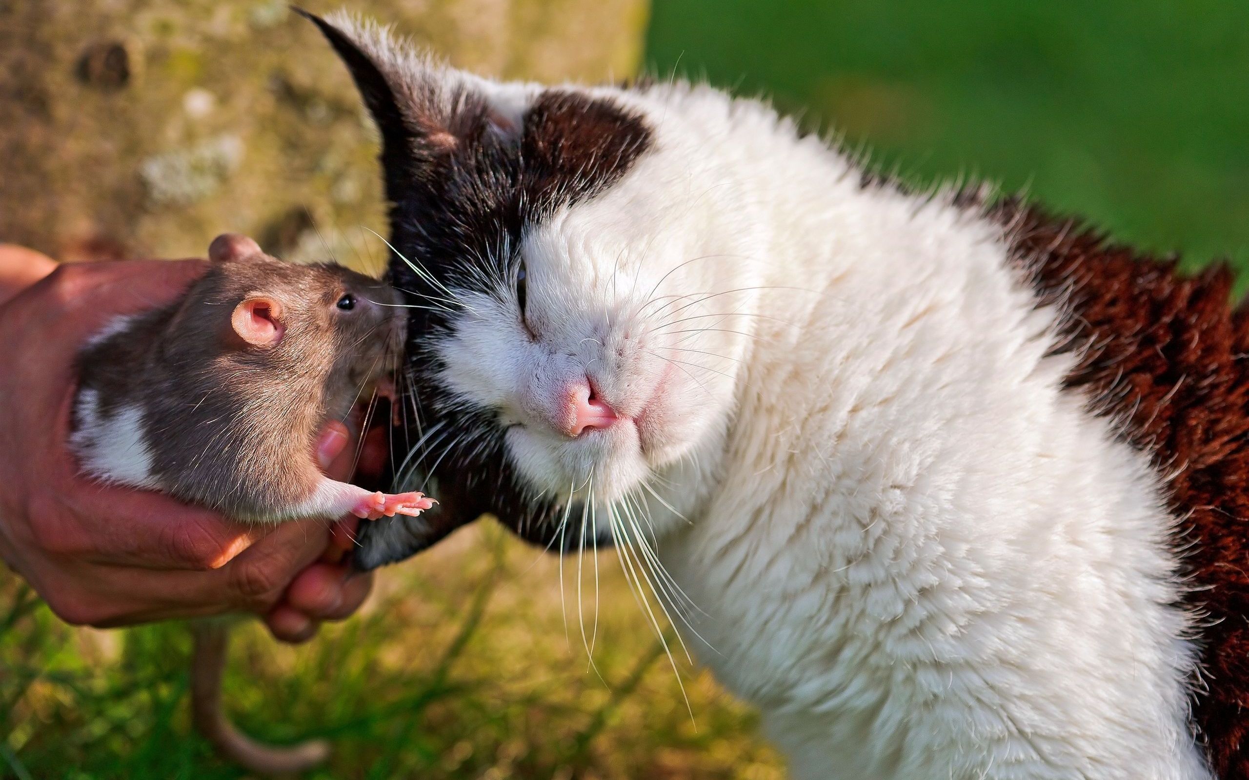 231028 descargar fondo de pantalla animales, gato, rata, gatos: protectores de pantalla e imágenes gratis