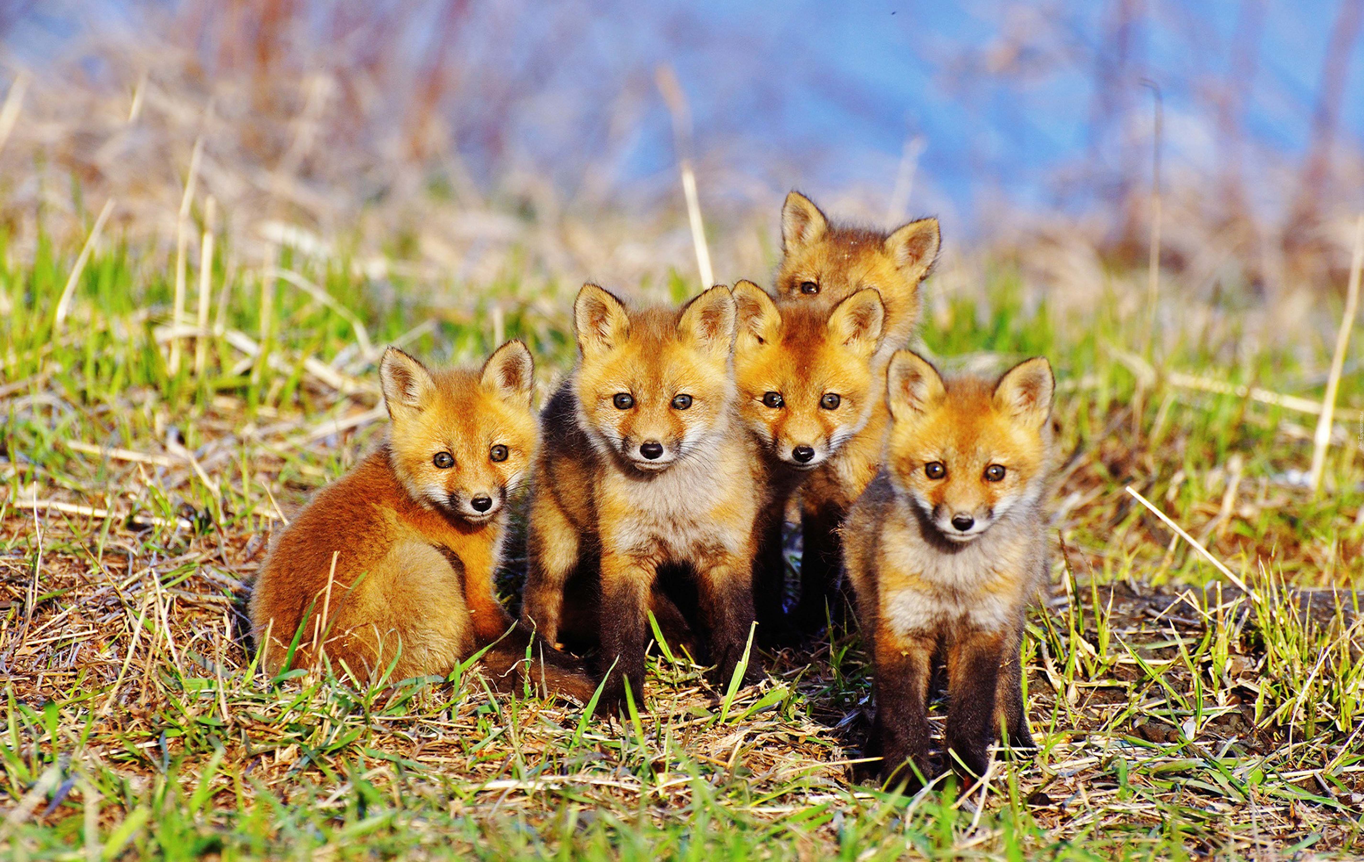 animals, grass, fox, sit, young, cubs, lots of, multitude