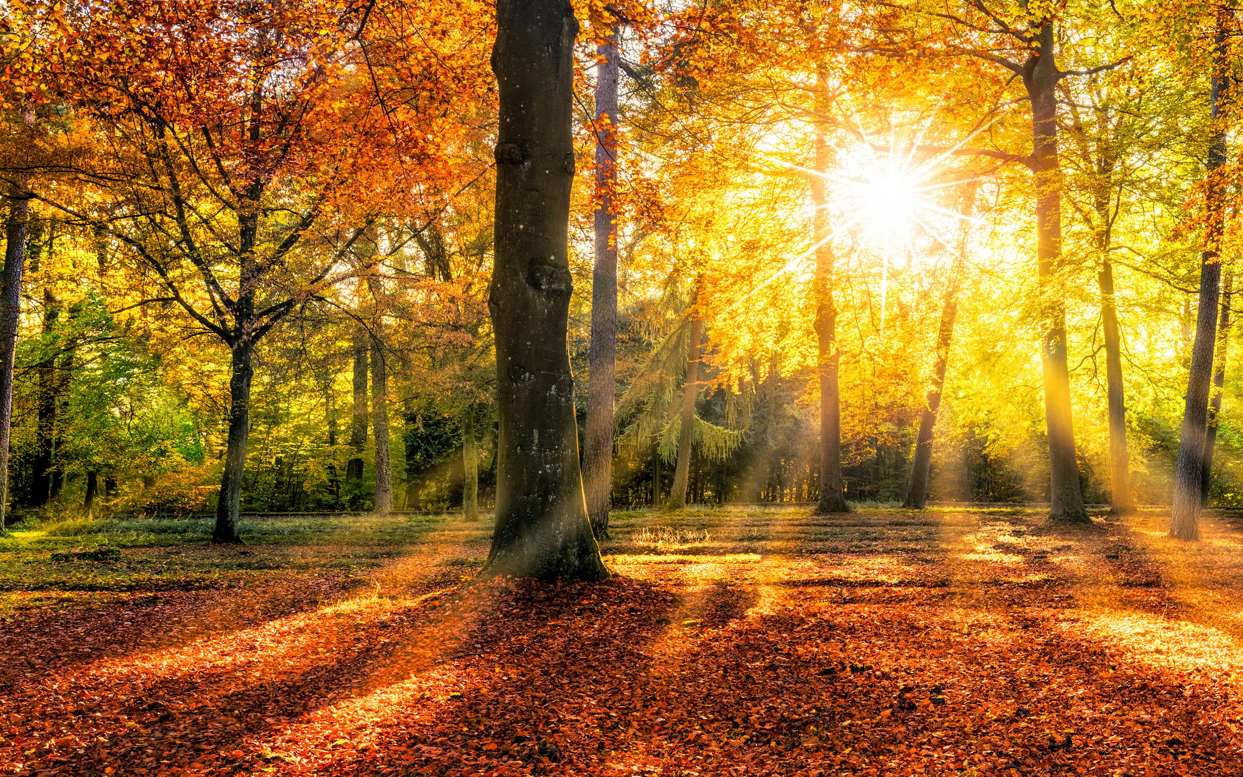Download mobile wallpaper Nature, Forest, Fall, Earth, Sunlight for free.