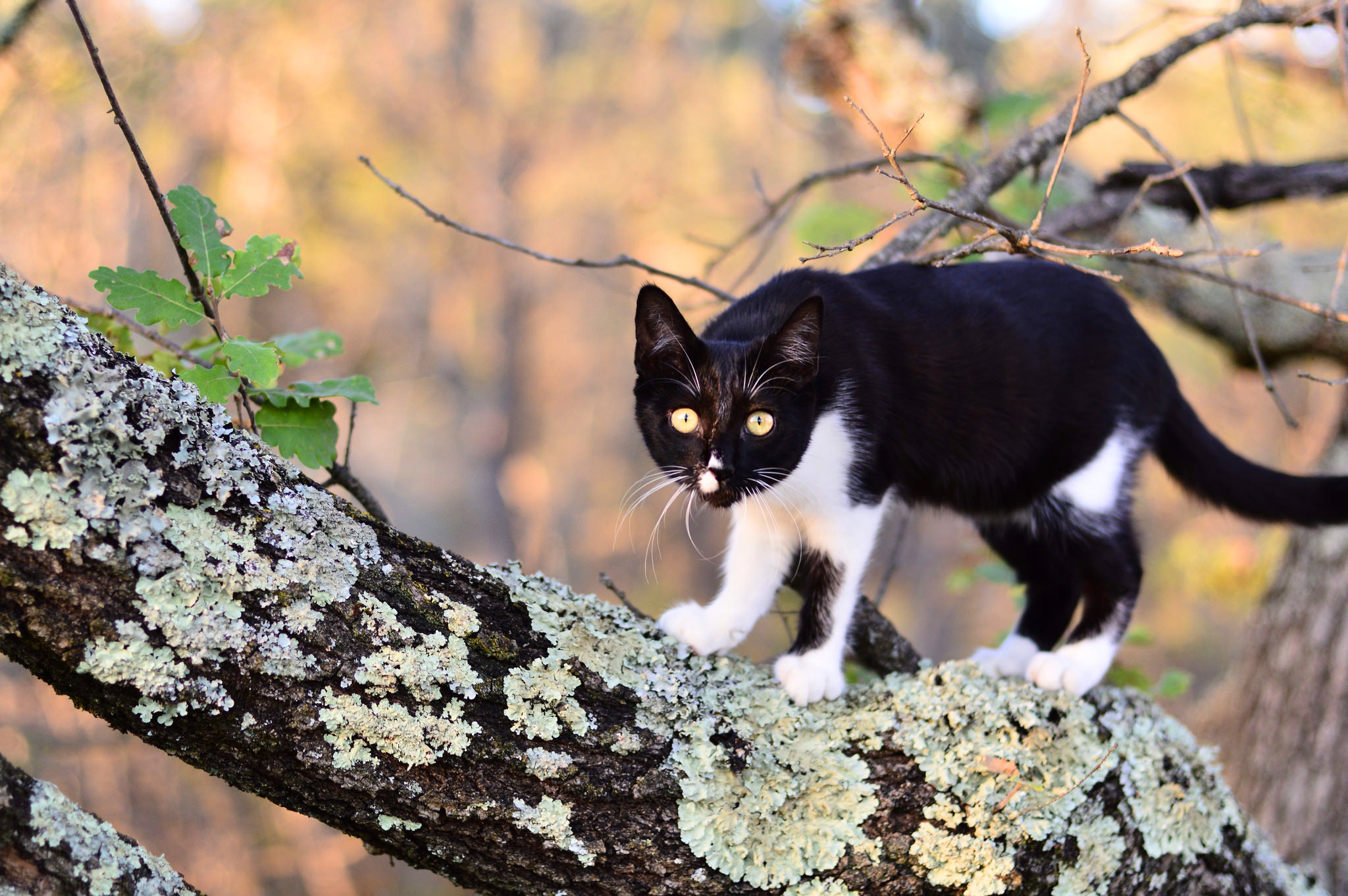 Handy-Wallpaper Katze, Katzen, Tiere kostenlos herunterladen.