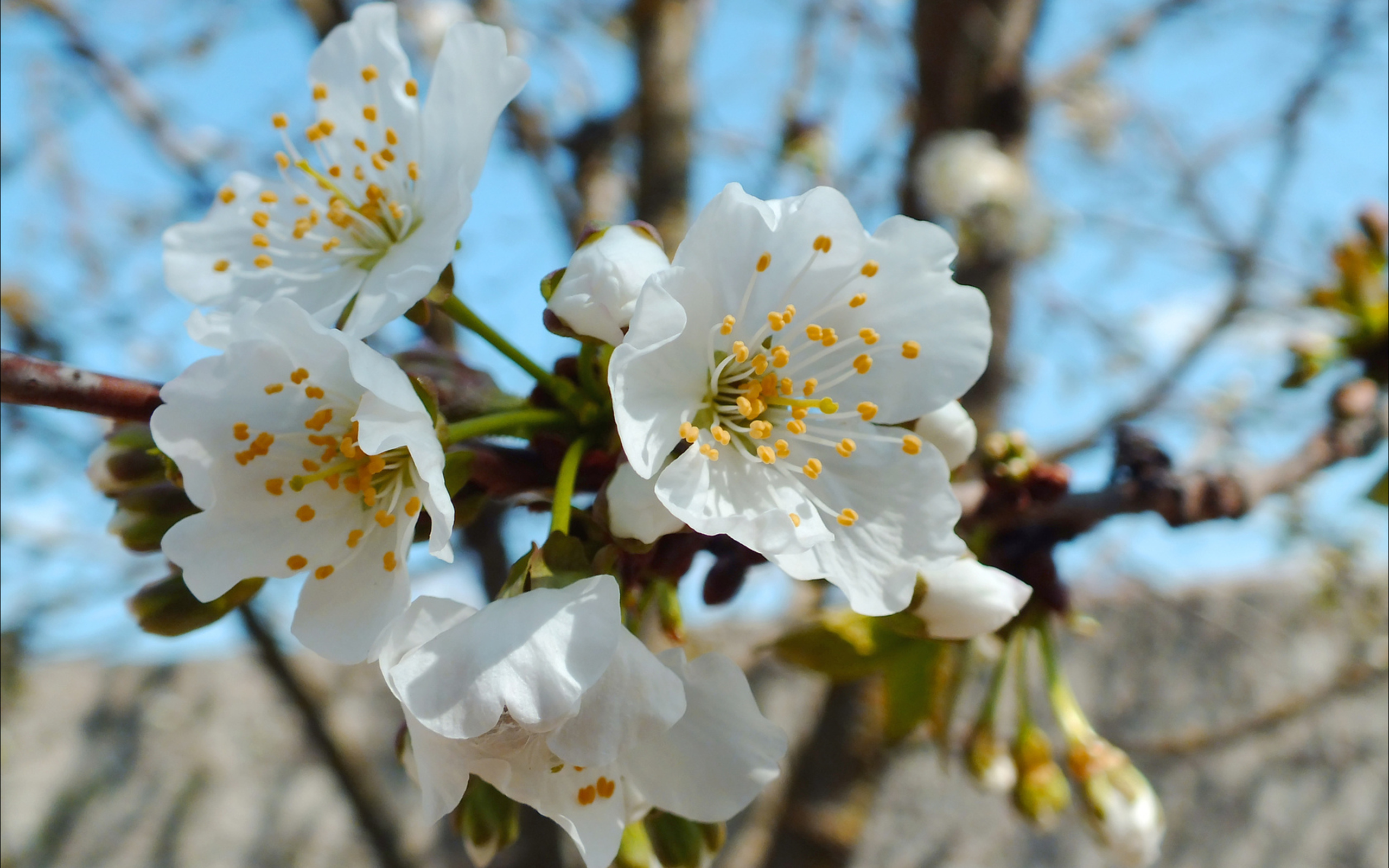 PCデスクトップにフラワーズ, 花, 地球画像を無料でダウンロード