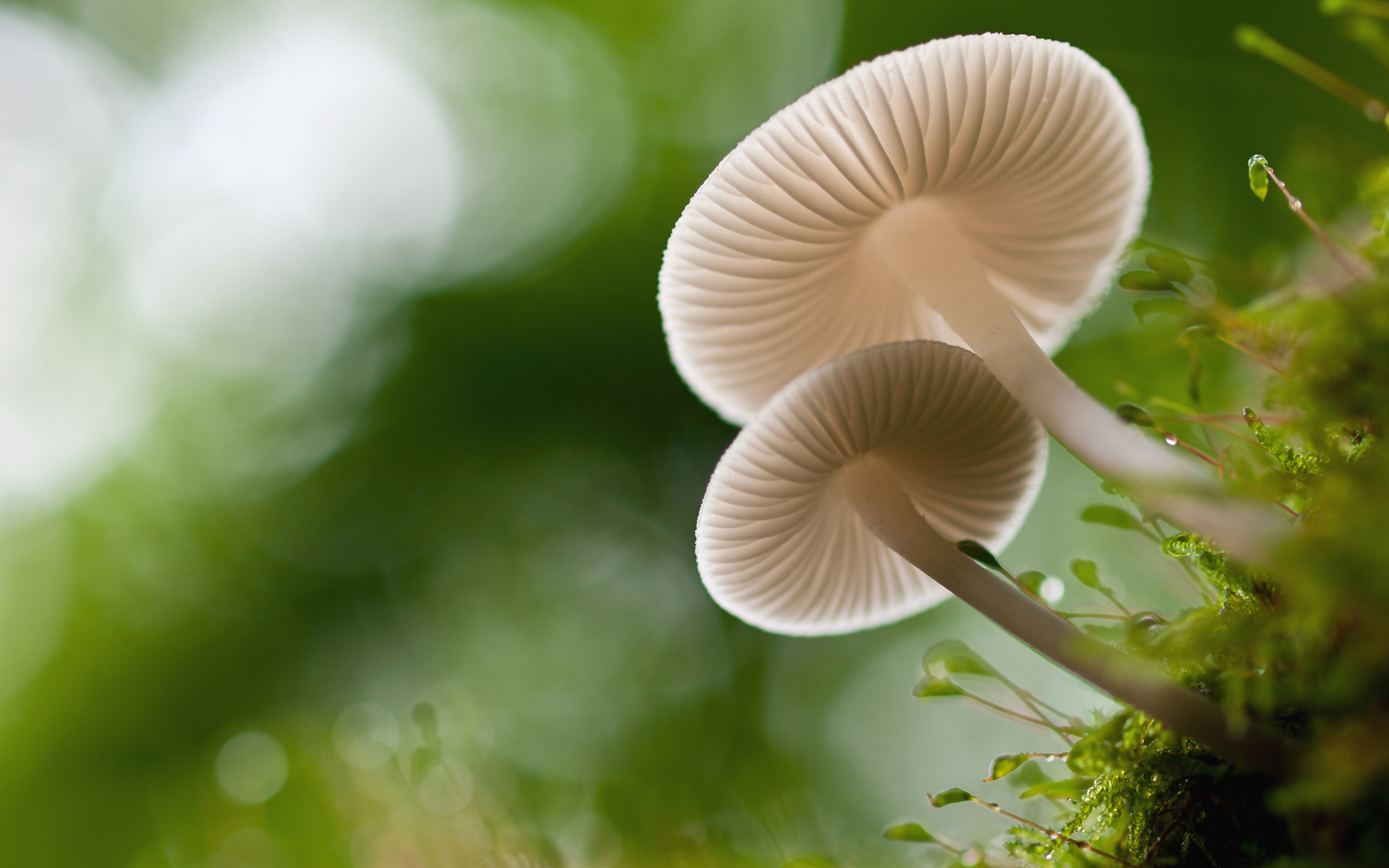 Téléchargez gratuitement l'image Champignon, Terre/nature sur le bureau de votre PC