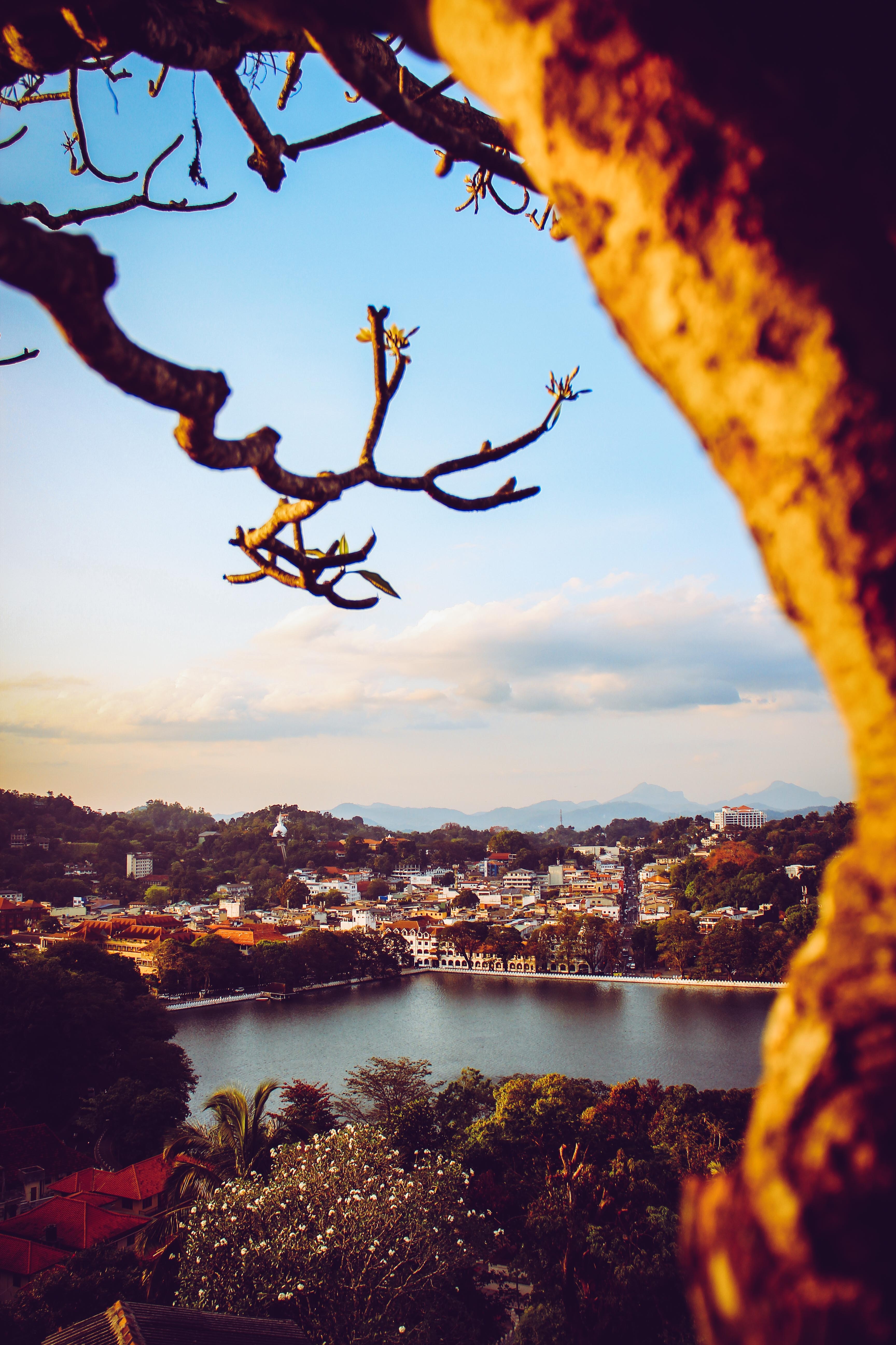 Cool Wallpapers cities, rivers, bush, city, view from above, branch