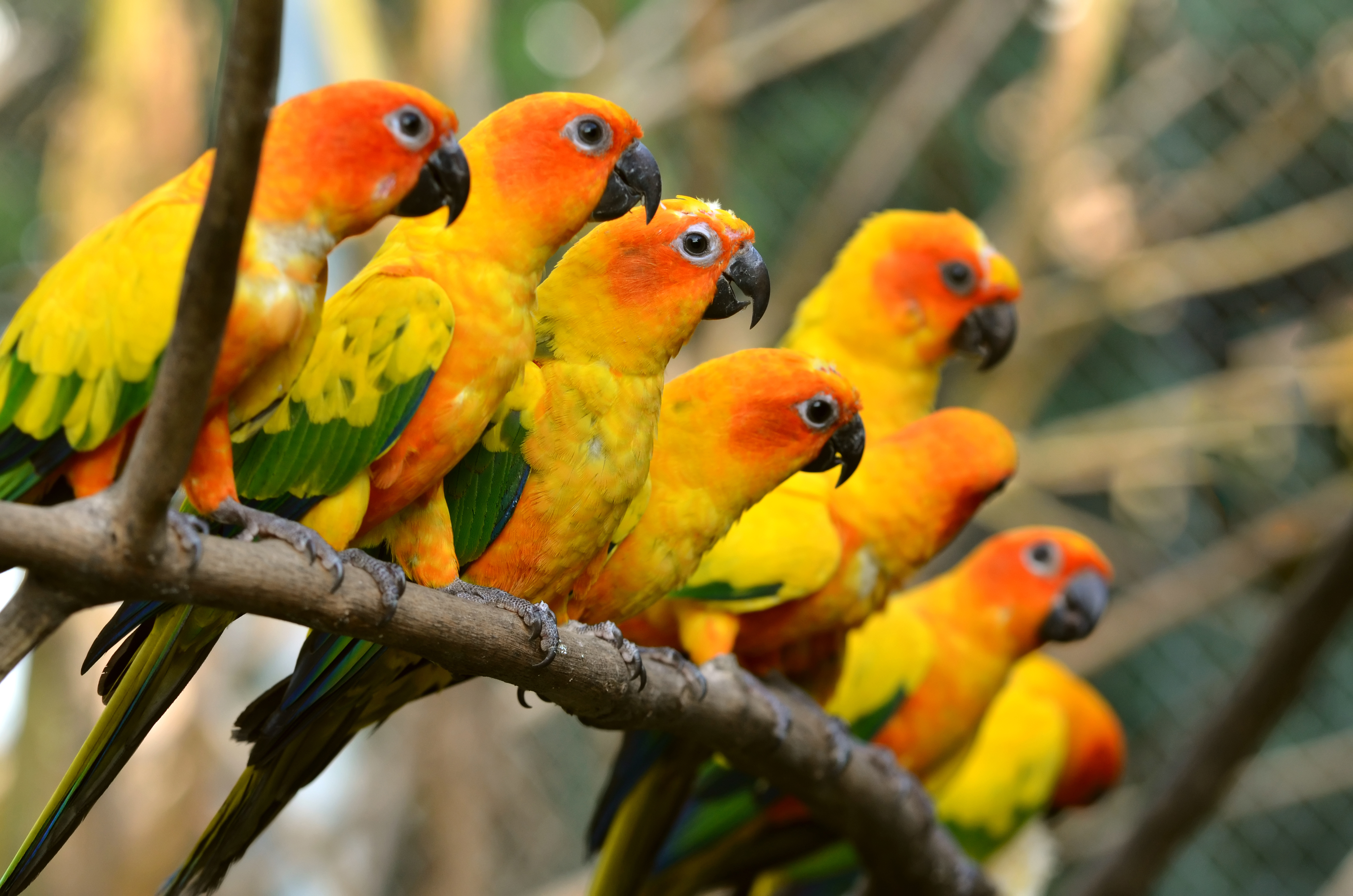 283920 descargar fondo de pantalla aves, animales, periquito sol, ave, conure sol: protectores de pantalla e imágenes gratis