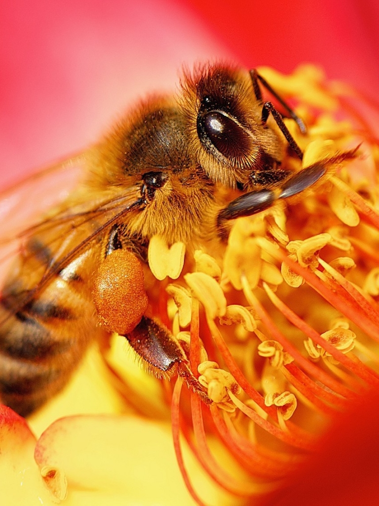 Скачати мобільні шпалери Комахи, Квітка, Макрос, Бджола, Тварина безкоштовно.