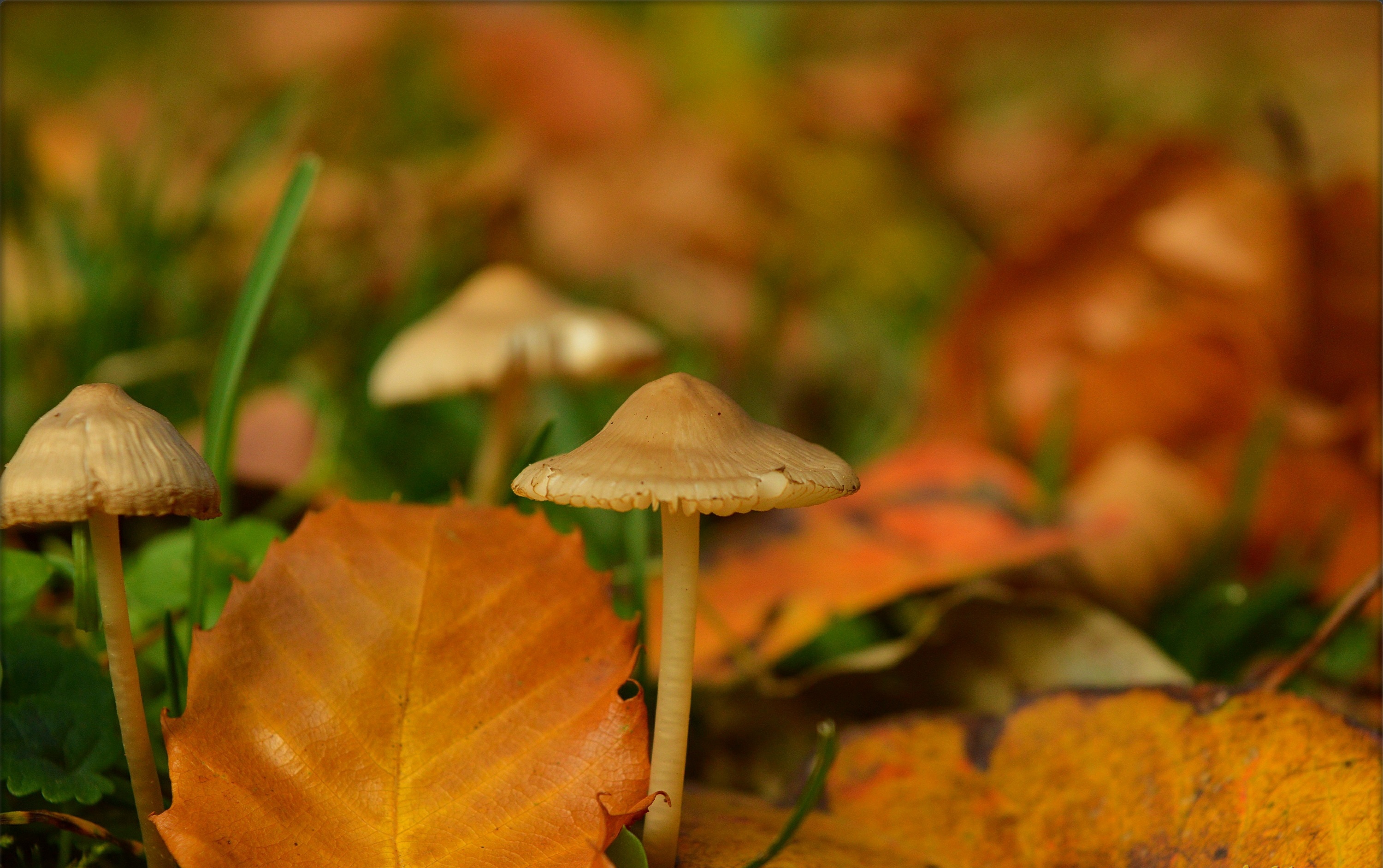 Téléchargez gratuitement l'image Automne, Macro, Champignon, Terre/nature sur le bureau de votre PC