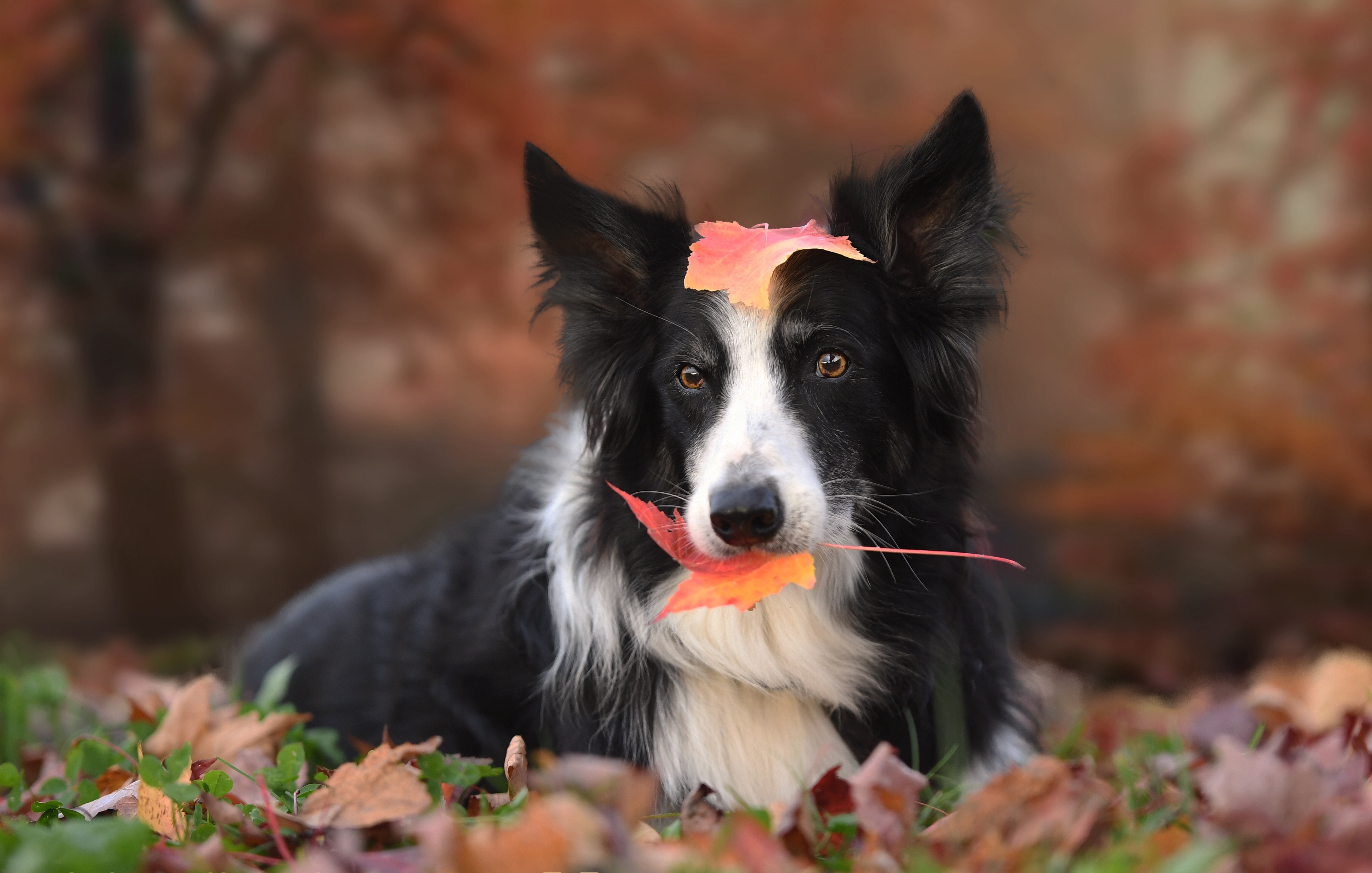 Download mobile wallpaper Dogs, Dog, Leaf, Fall, Animal, Border Collie, Depth Of Field for free.