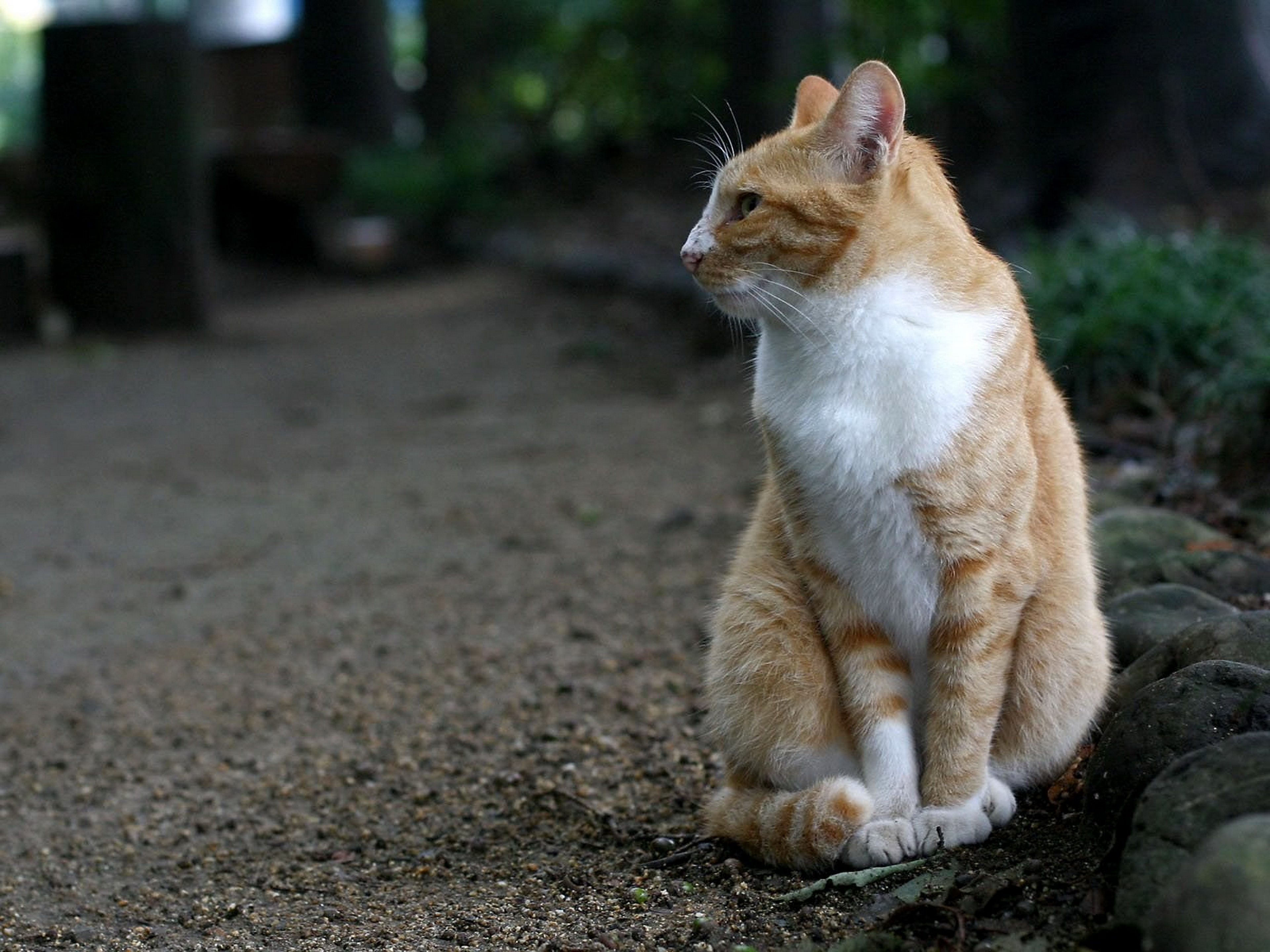 Baixe gratuitamente a imagem Animais, Gatos, Gato na área de trabalho do seu PC