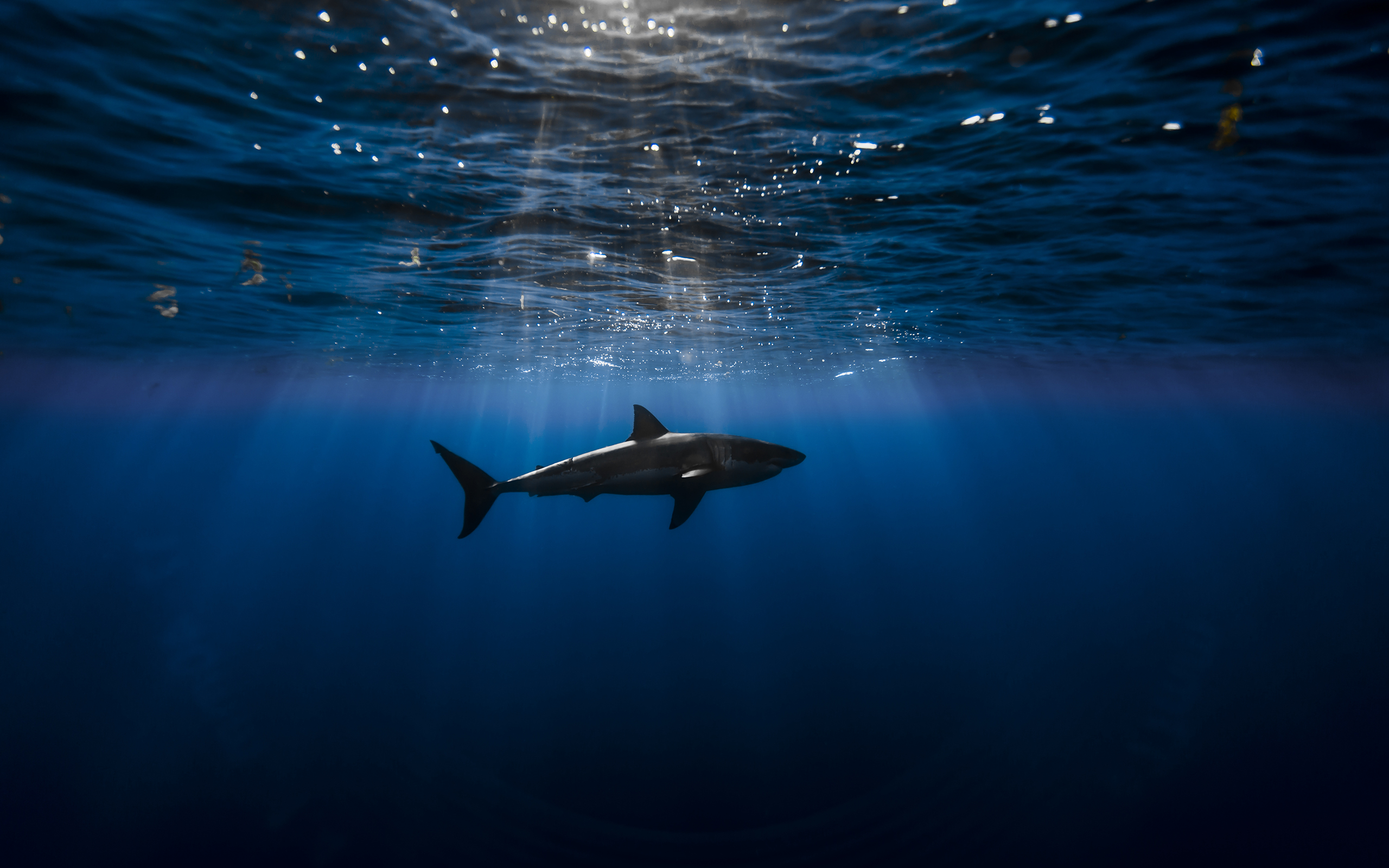 Free download wallpaper Sharks, Shark, Animal on your PC desktop