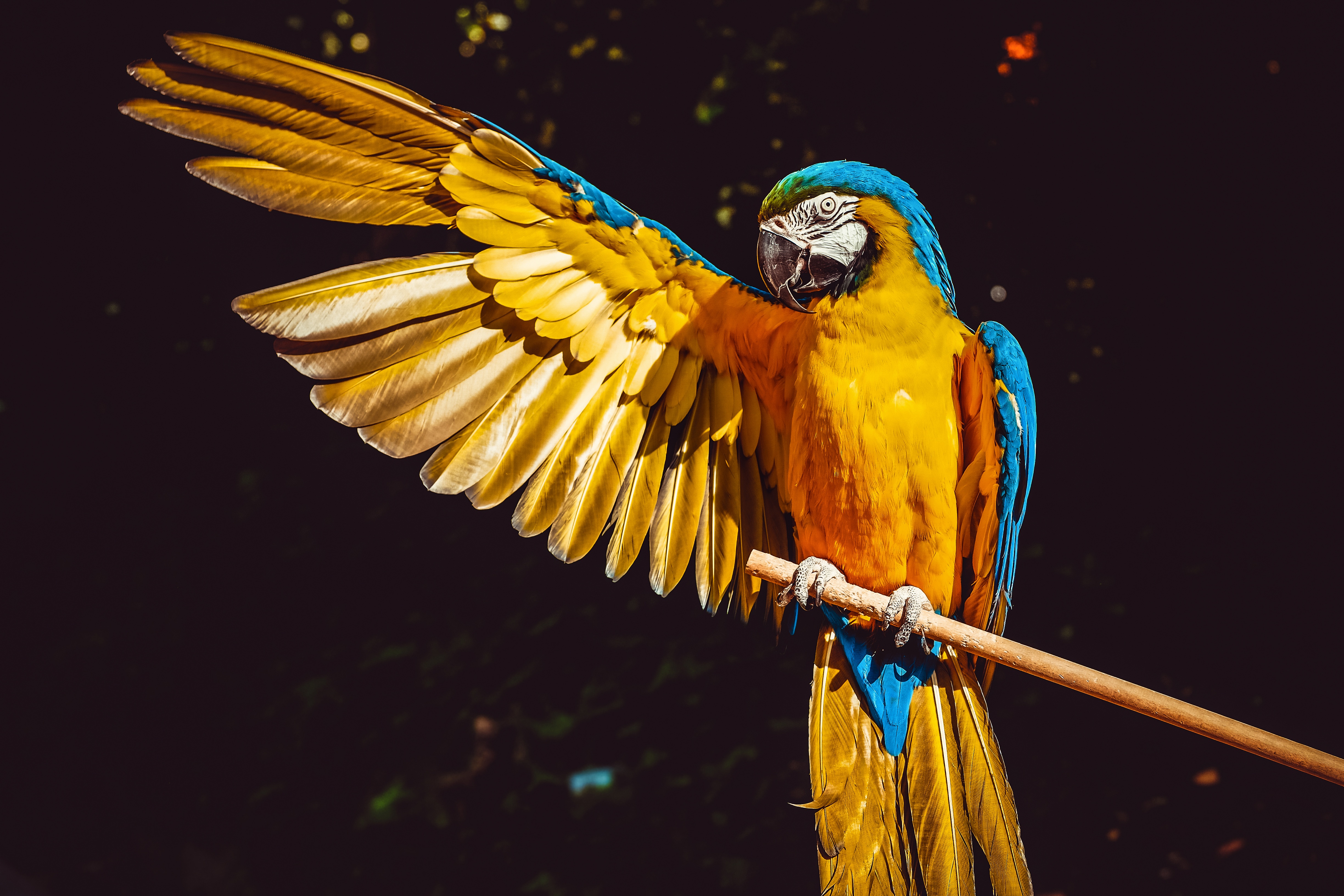 animals, parrots, macaw, wing, wave, sweep
