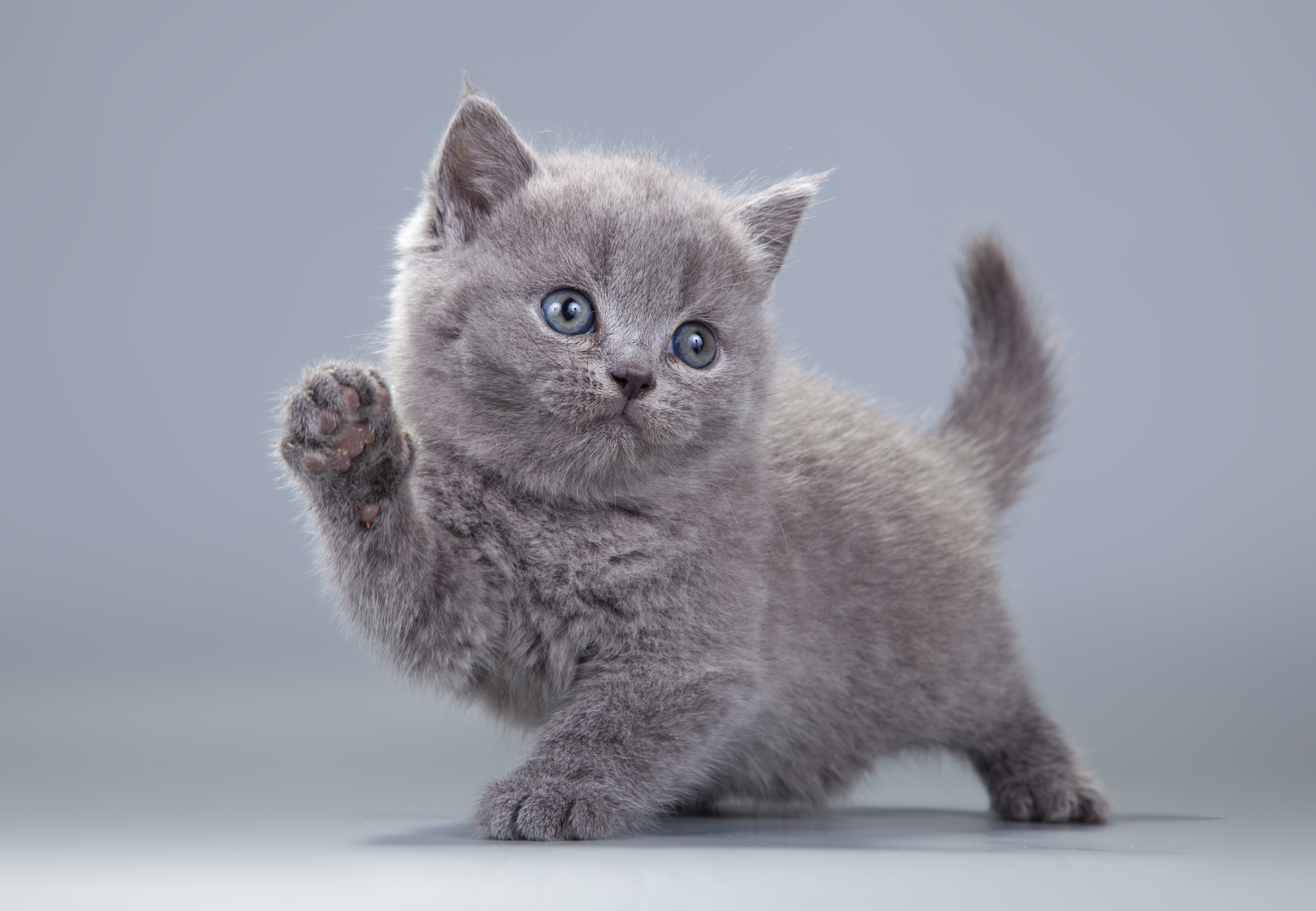 PCデスクトップに動物, ネコ, 猫, 子猫, 赤ちゃん動物画像を無料でダウンロード