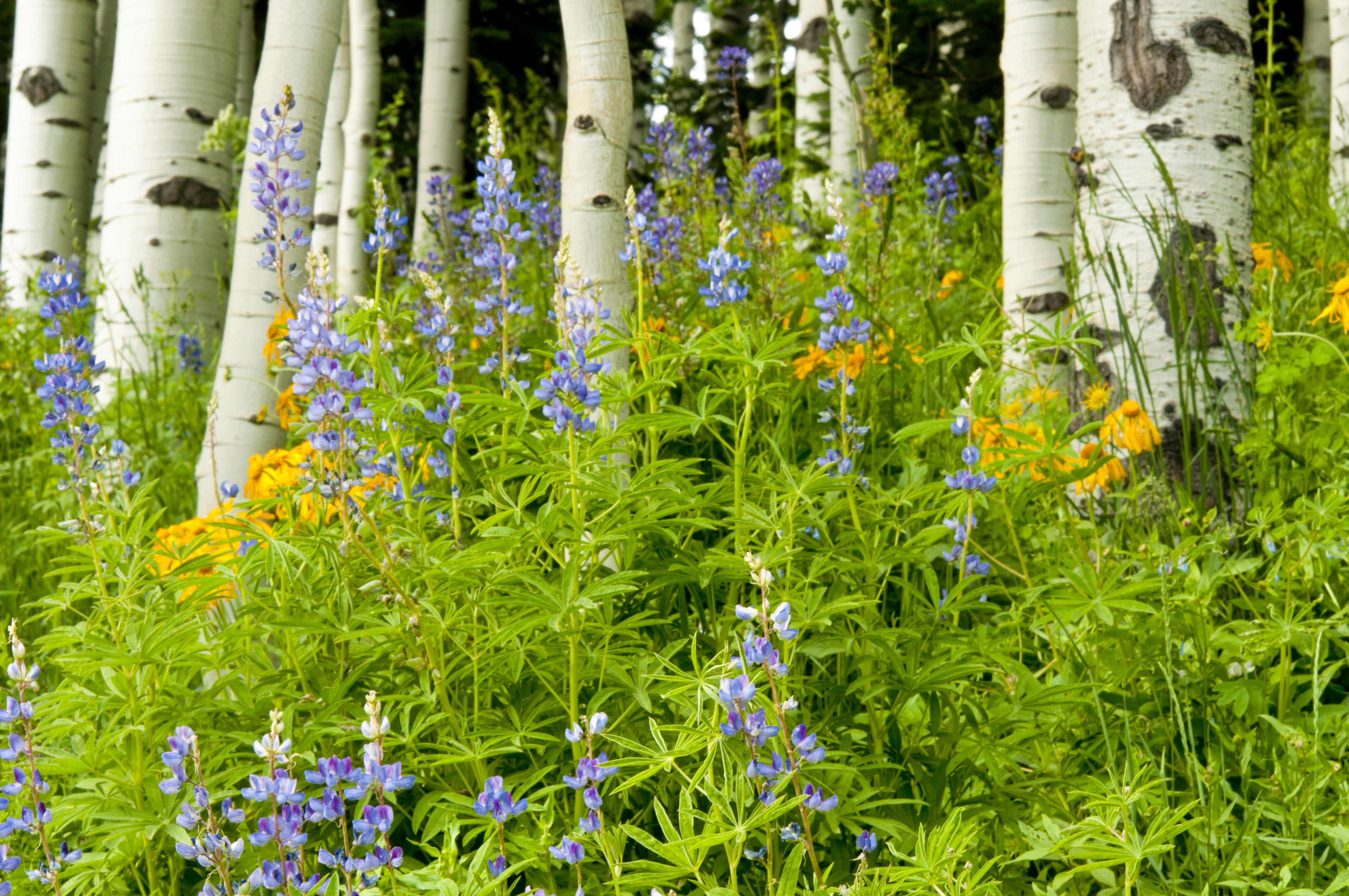 Laden Sie das Birken, Blume, Frühling, Erde/natur-Bild kostenlos auf Ihren PC-Desktop herunter