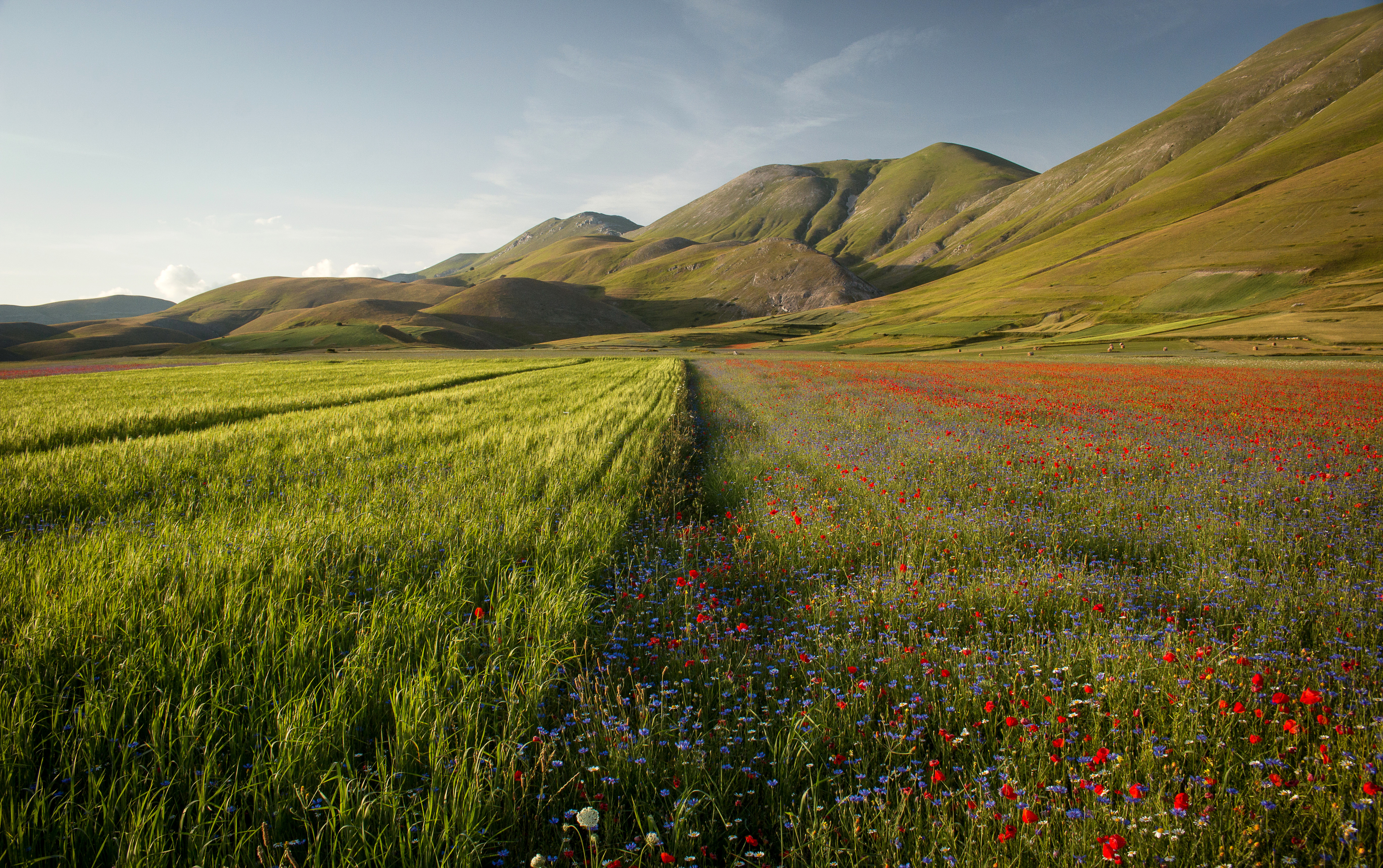 Laden Sie das Landschaft, Natur, Mohn, Sommer, Blume, Feld, Gebirge, Rote Blume, Erde/natur-Bild kostenlos auf Ihren PC-Desktop herunter