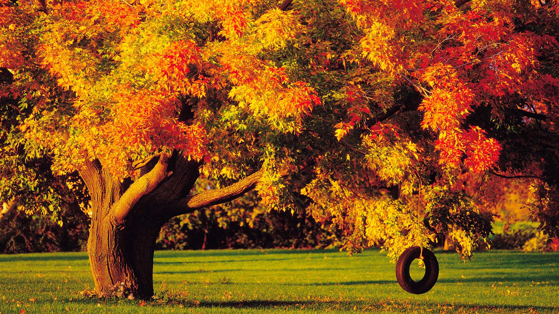 377390 скачать картинку земля/природа, дерево, осень, качать, шина, деревья - обои и заставки бесплатно