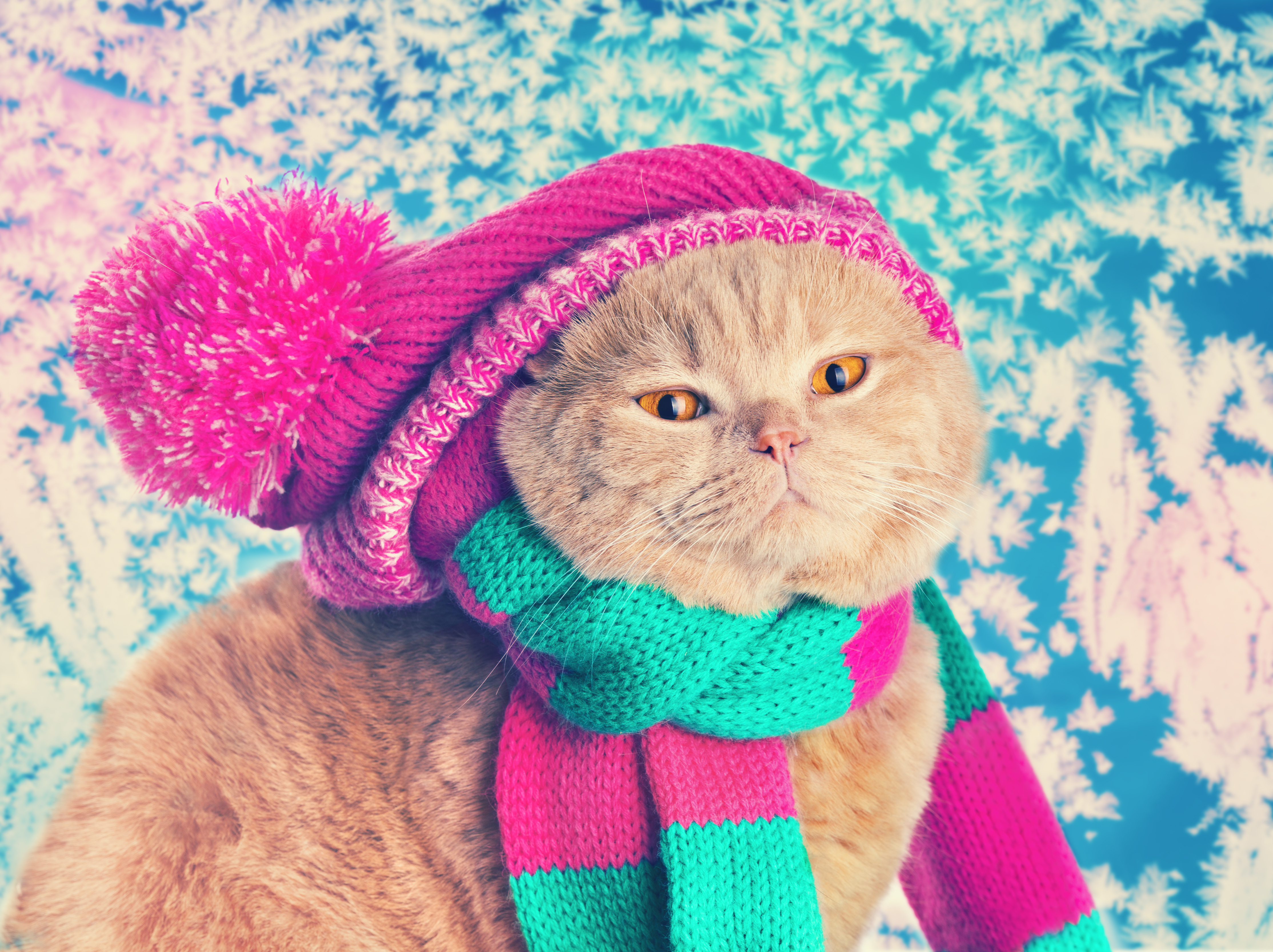 Download mobile wallpaper Cats, Cat, Animal, Hat, Scarf for free.