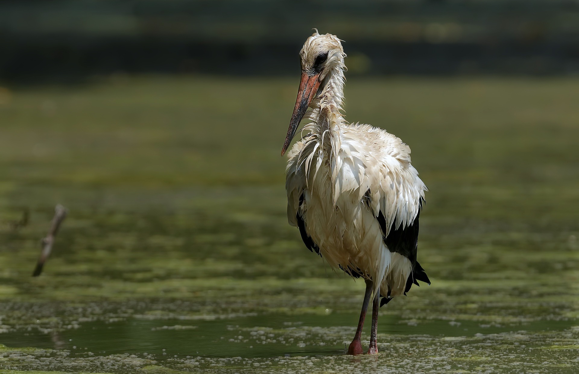 Free download wallpaper Birds, Bird, Animal, White Stork on your PC desktop