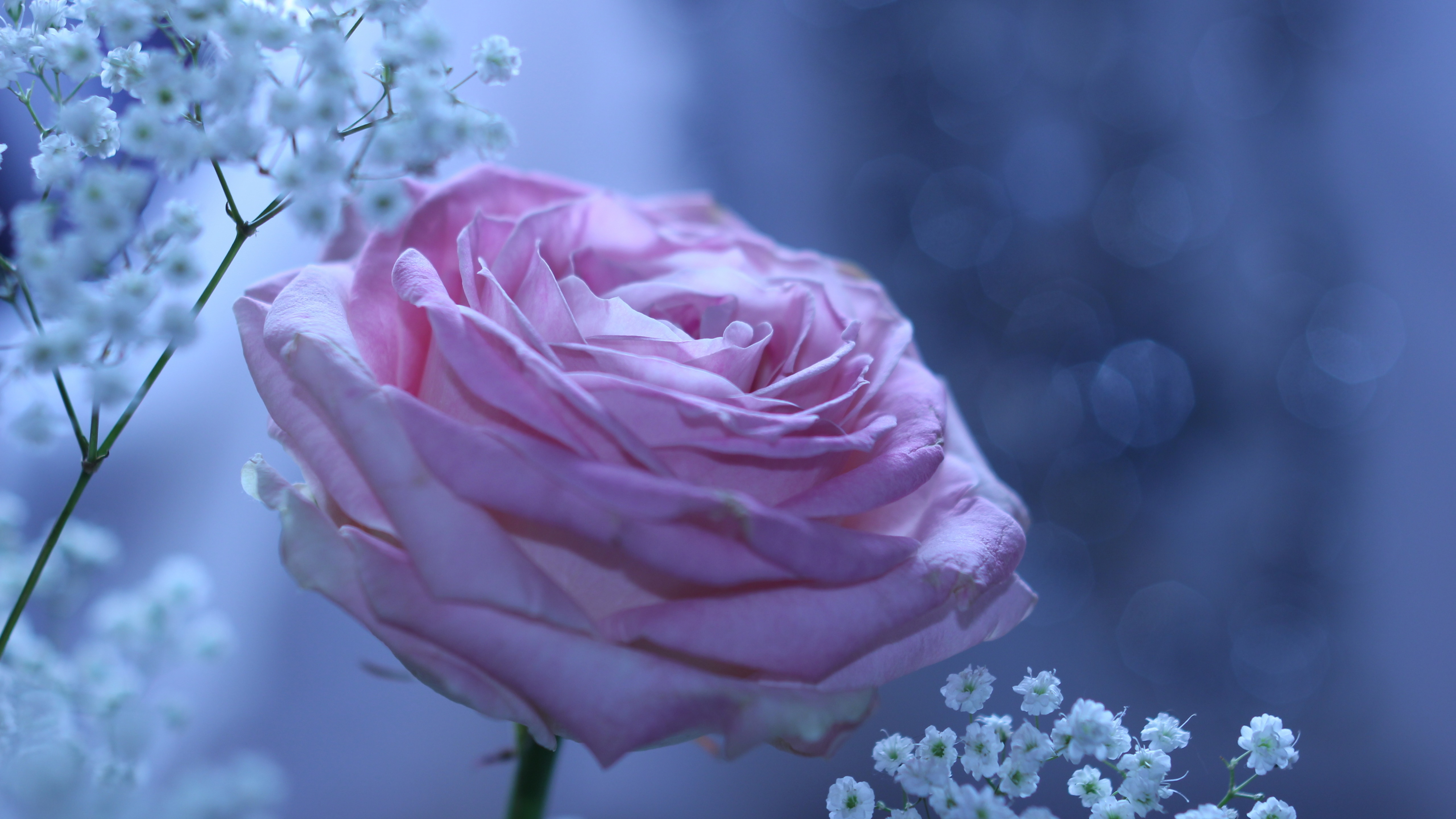 Téléchargez des papiers peints mobile Fleurs, Rose, Fleur, La Nature, Terre/nature, Rose Pourpre gratuitement.