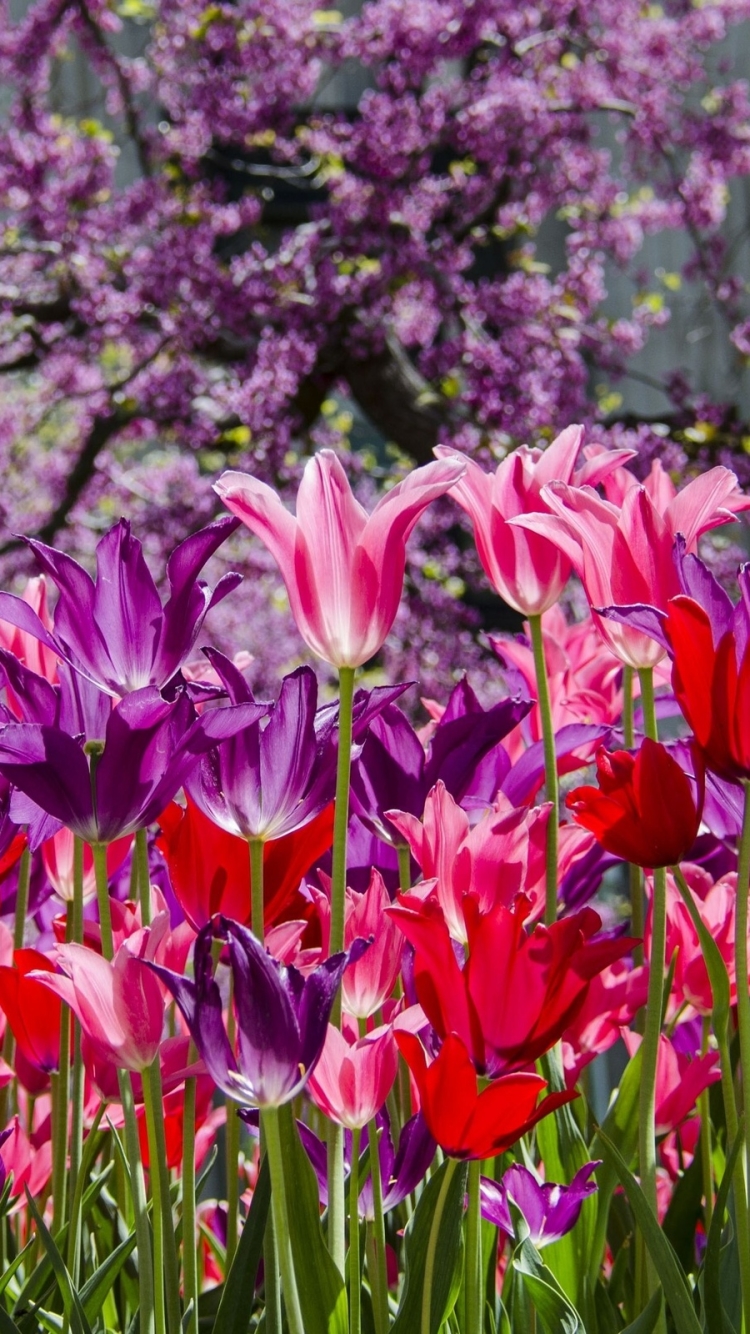 Téléchargez des papiers peints mobile Fleurs, Tulipe, Terre/nature gratuitement.