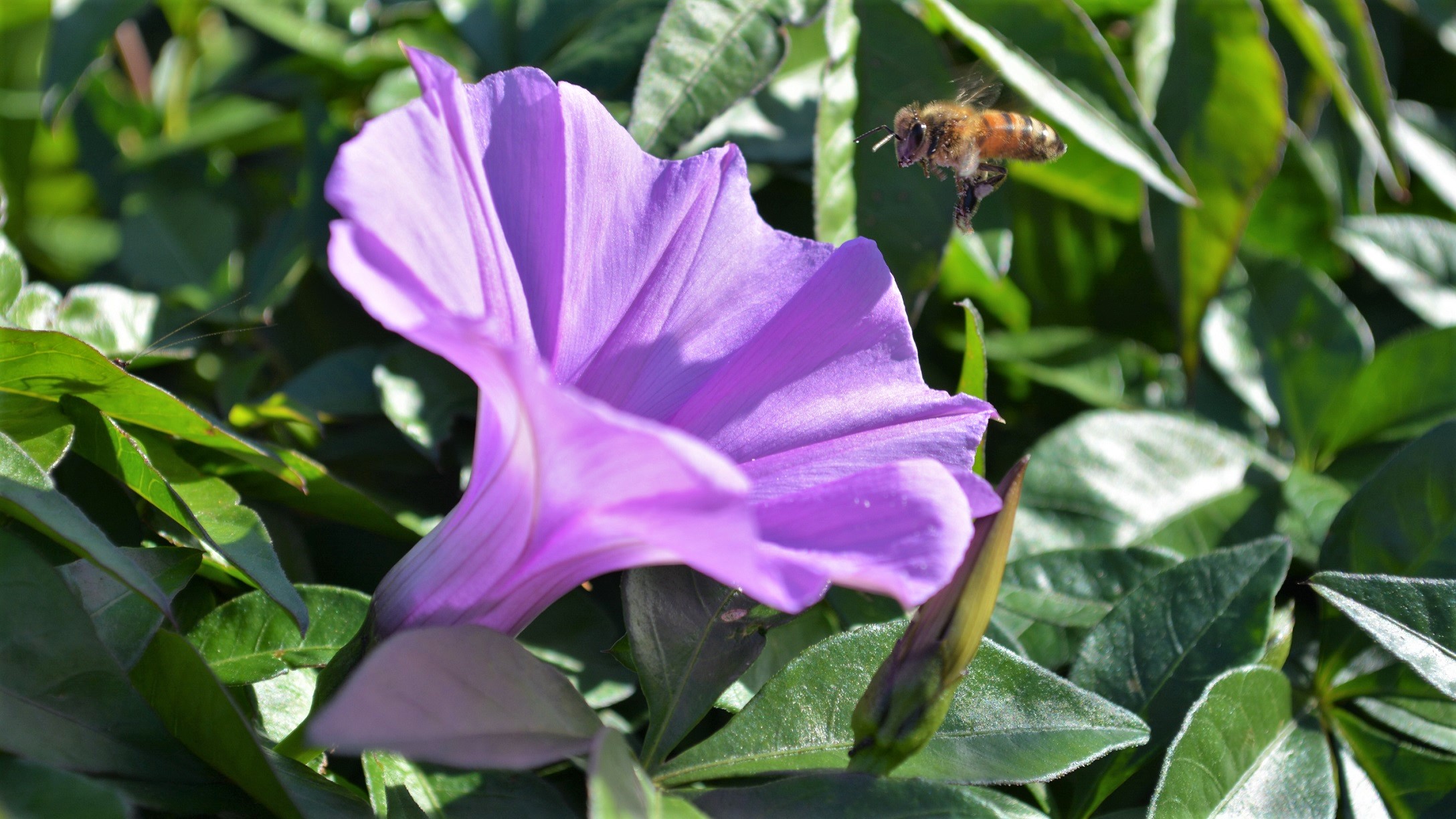 417758 скачать картинку животные, пчела, цветок, насекомое, утренняя слава, фиолетовый цветок, полевой цветок, насекомые - обои и заставки бесплатно