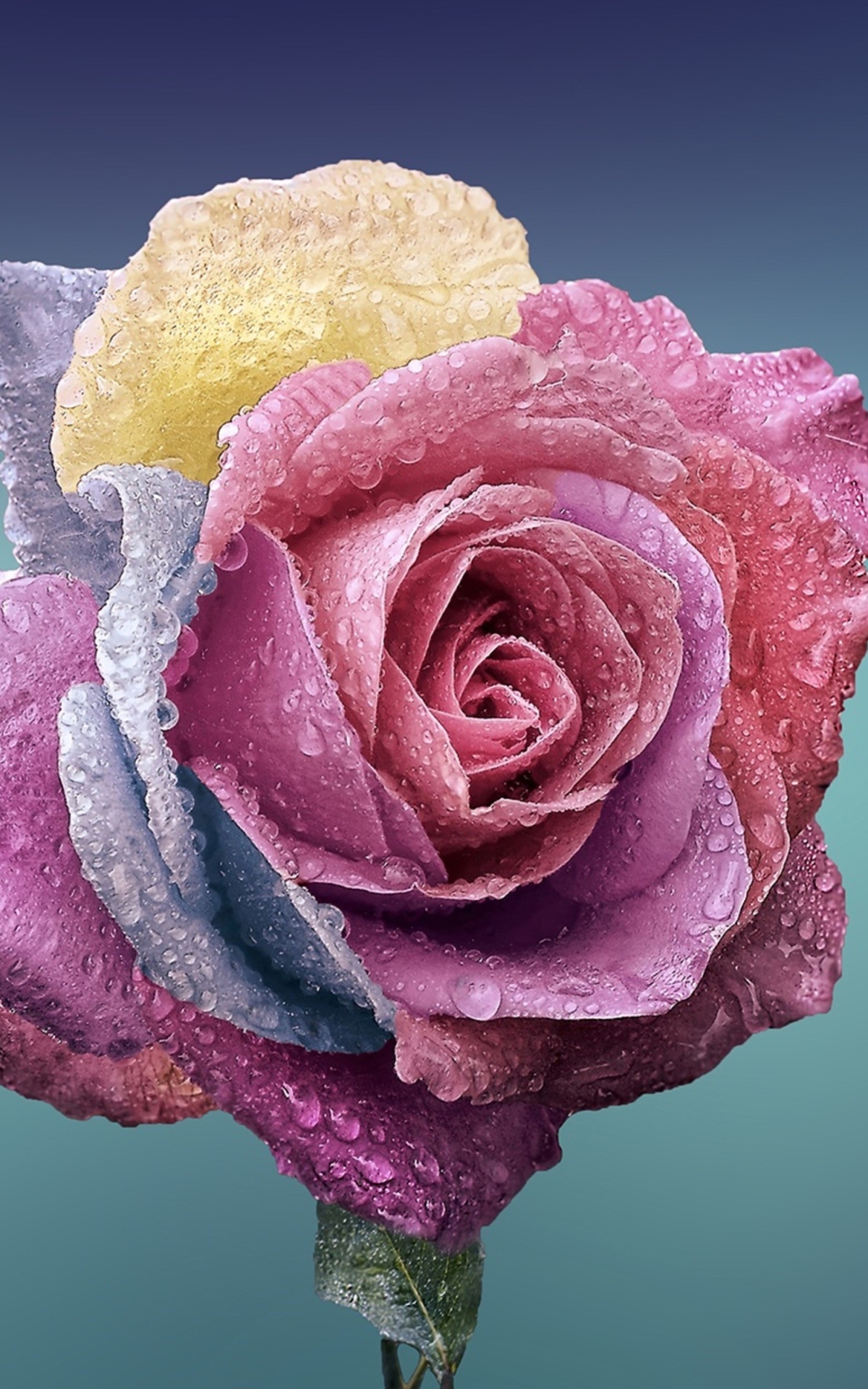 Download mobile wallpaper Flowers, Flower, Rose, Earth for free.