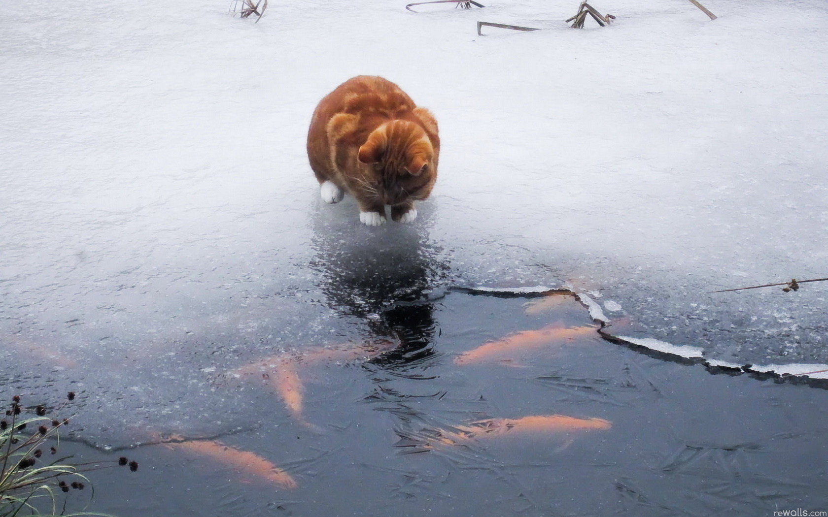 Descarga gratuita de fondo de pantalla para móvil de Animales, Gatos, Gato.