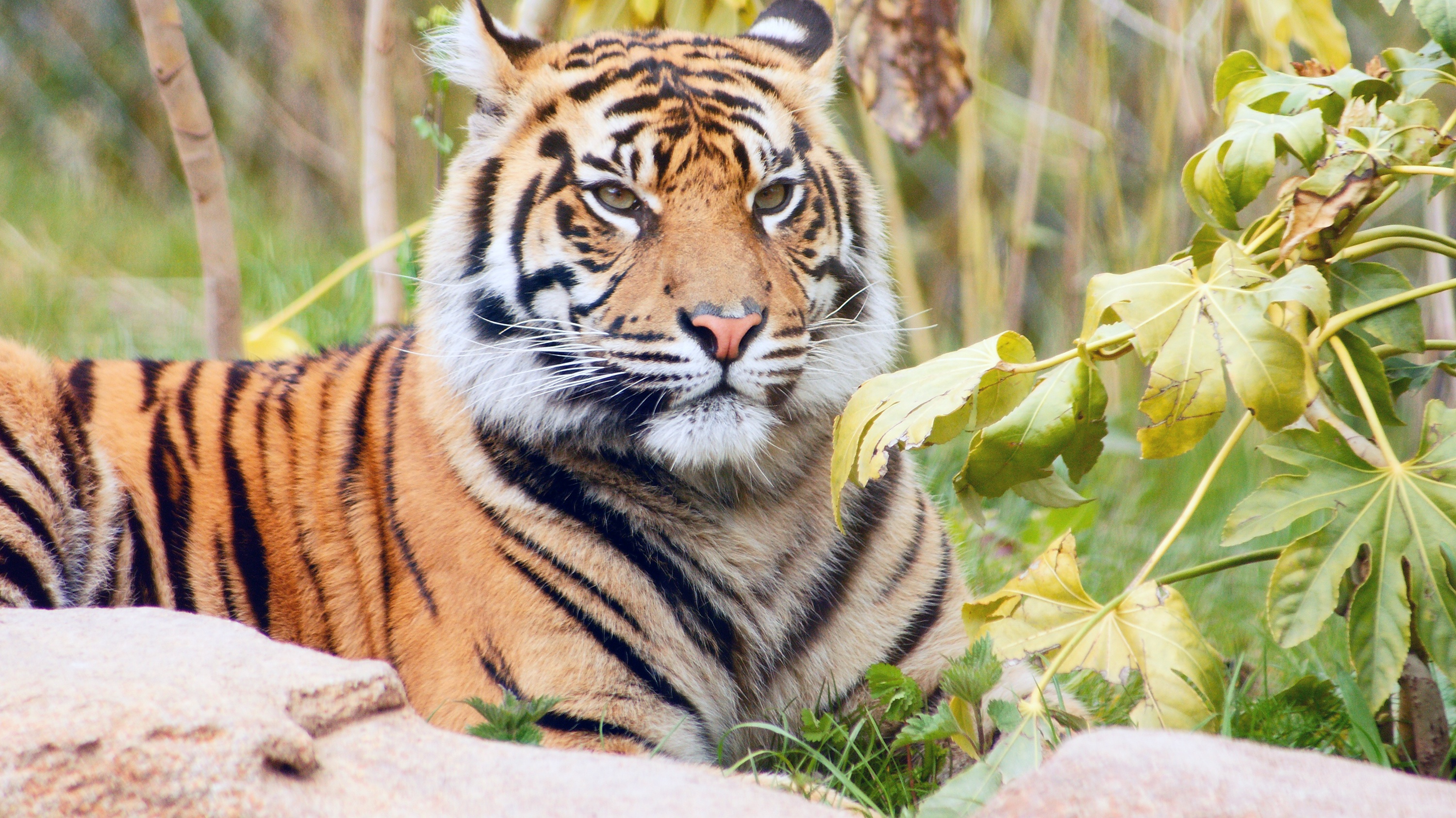 Descarga gratuita de fondo de pantalla para móvil de Animales, Gatos, Tigre.