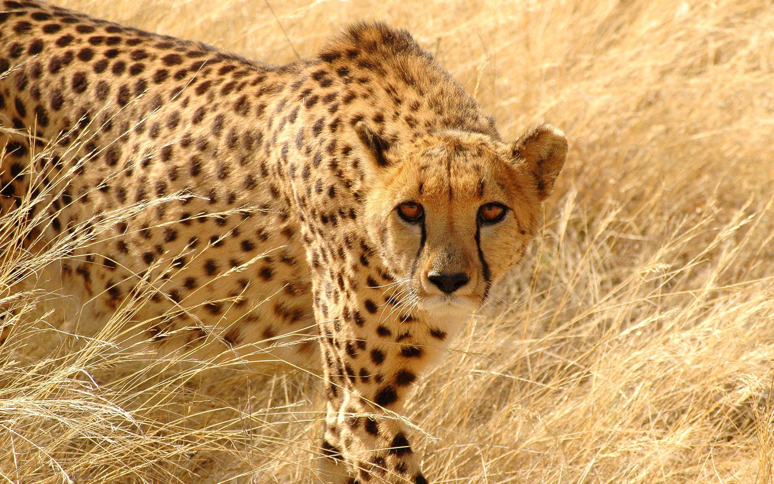 sight, animals, grass, cheetah, opinion, hunting, hunt, attentive