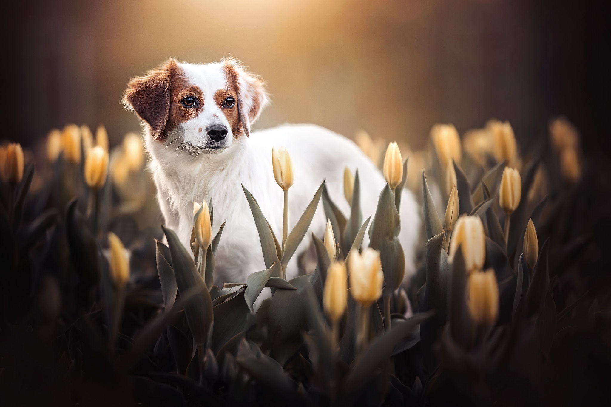 Laden Sie das Tiere, Hunde, Blume, Hund, Tulpe-Bild kostenlos auf Ihren PC-Desktop herunter