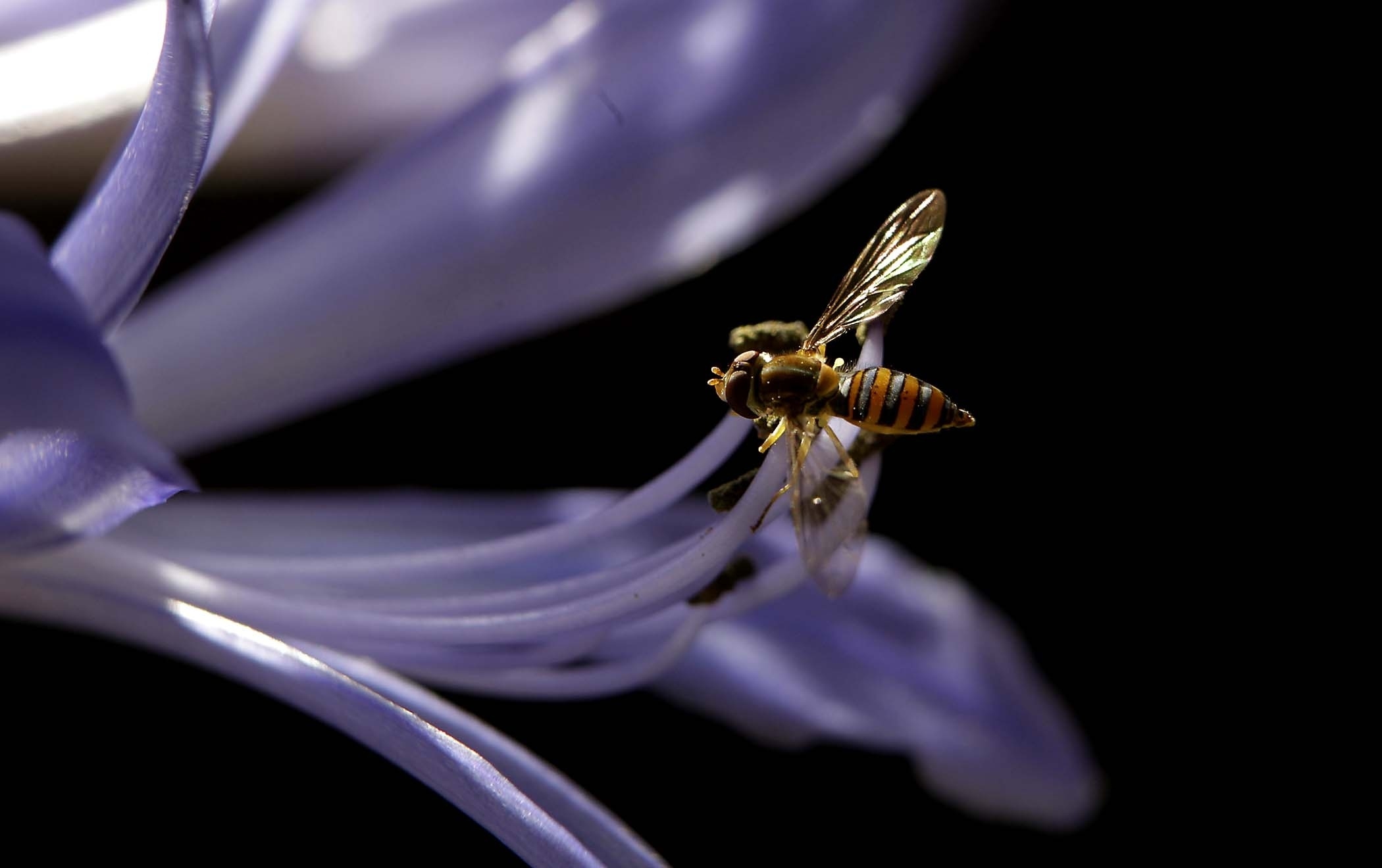 147064 descargar imagen flor, planta, macro, fondo oscuro, abeja: fondos de pantalla y protectores de pantalla gratis