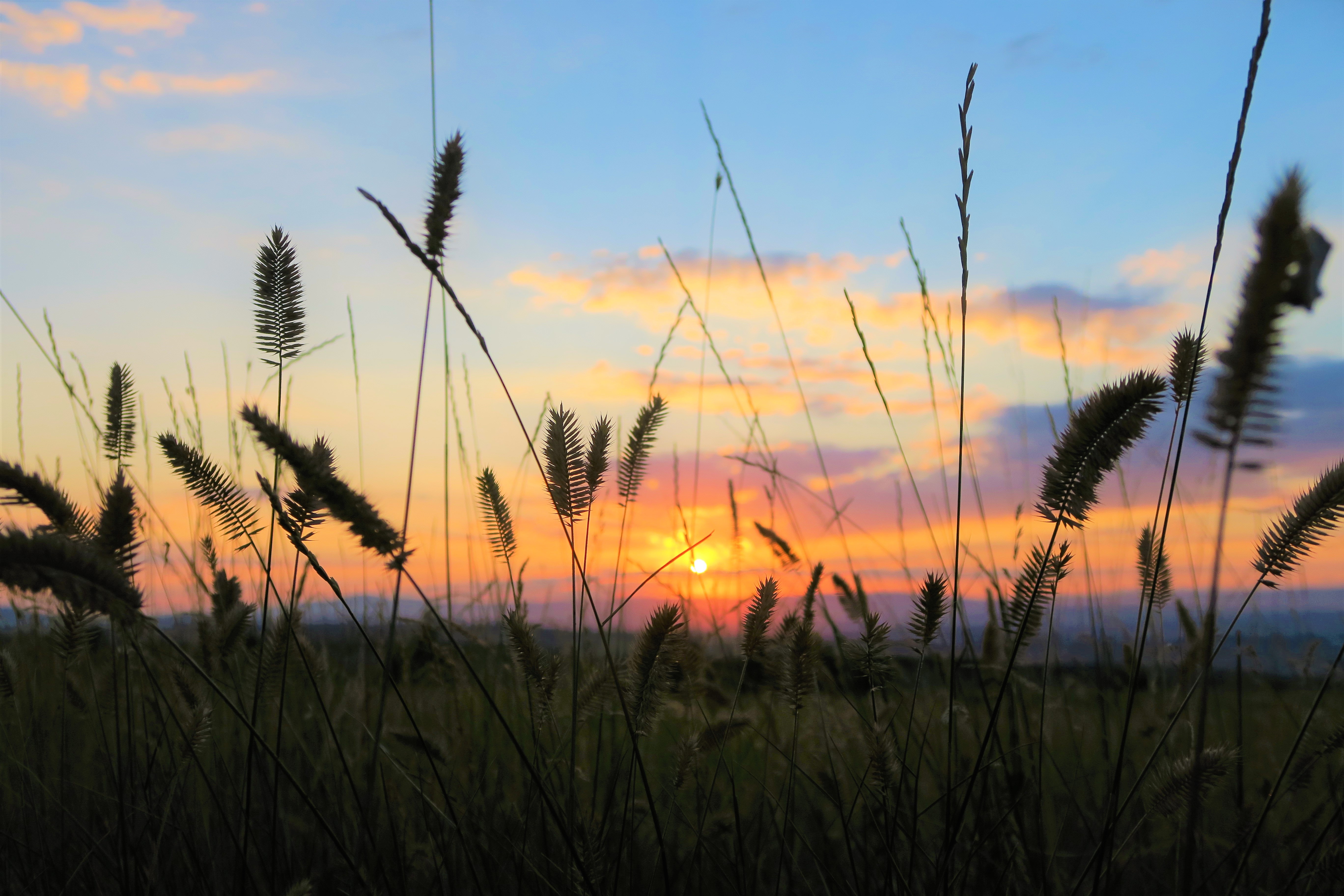 sunset, nature, grass, field 32K