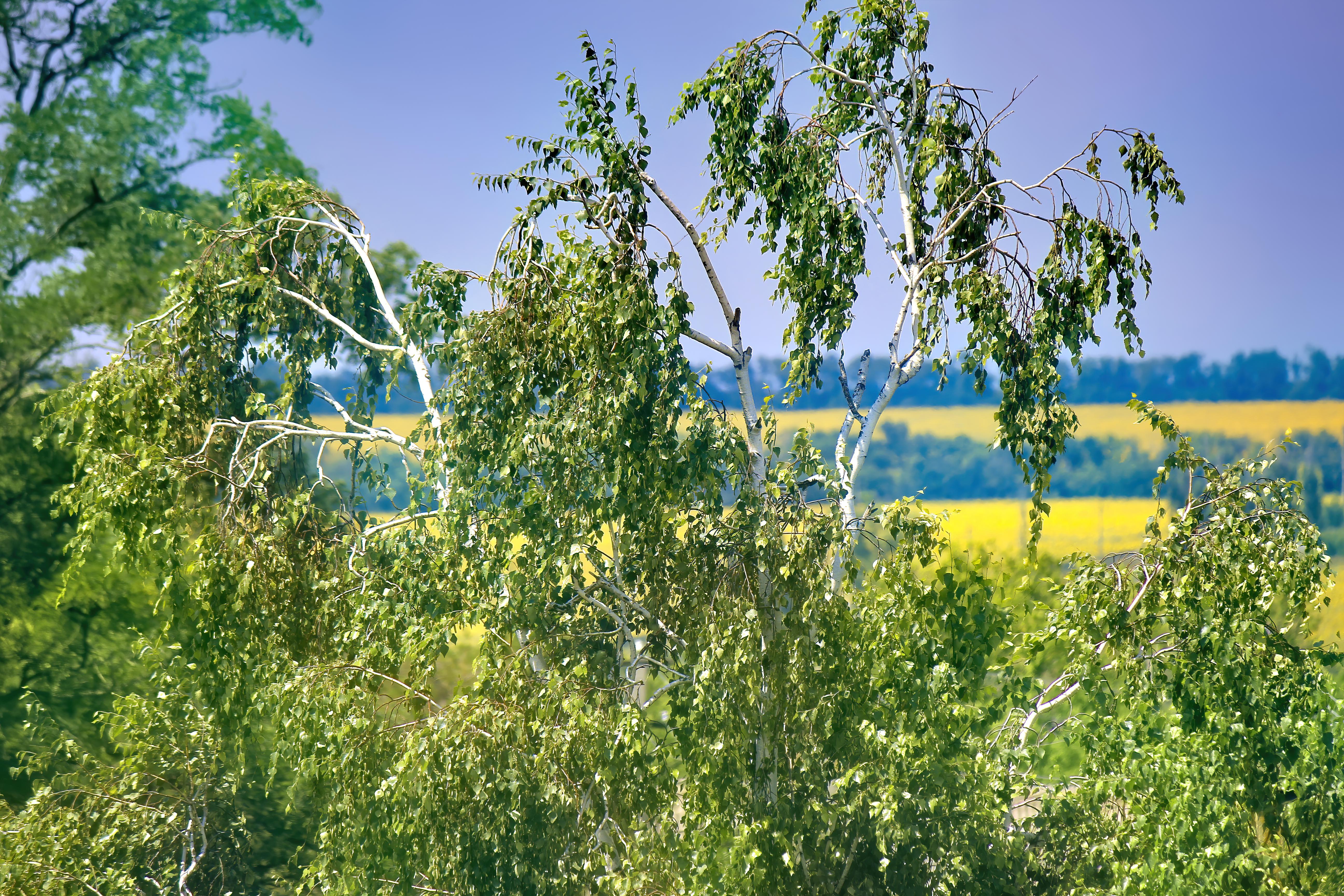 Handy-Wallpaper Birken, Erde/natur kostenlos herunterladen.